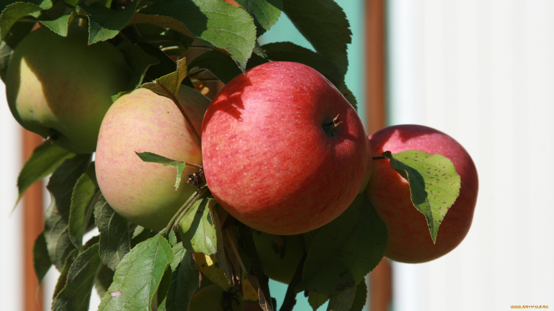 природа, плоды, растение, яблоки, яблоня, сад, ветка, фрукты