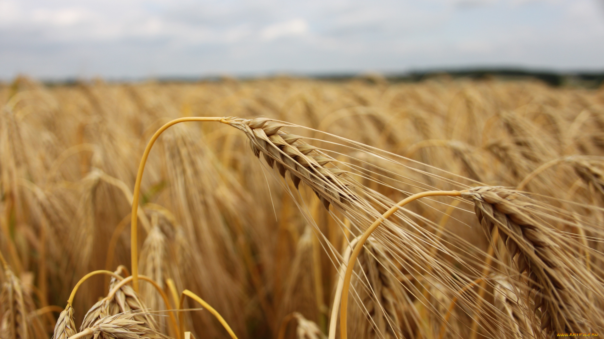 природа, поля, небо, колосья, поле, пшеница