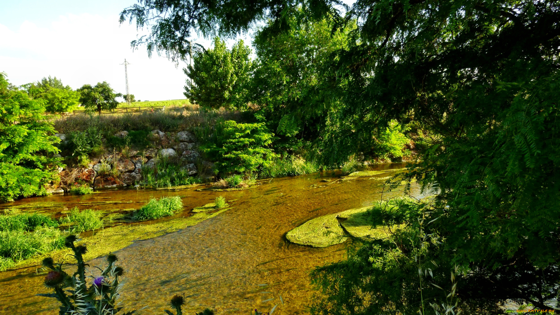 природа, реки, озера, лето, река, трава, деревья, тина, водоросли