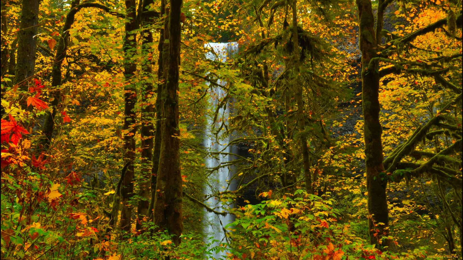 природа, водопады, водопад, лес