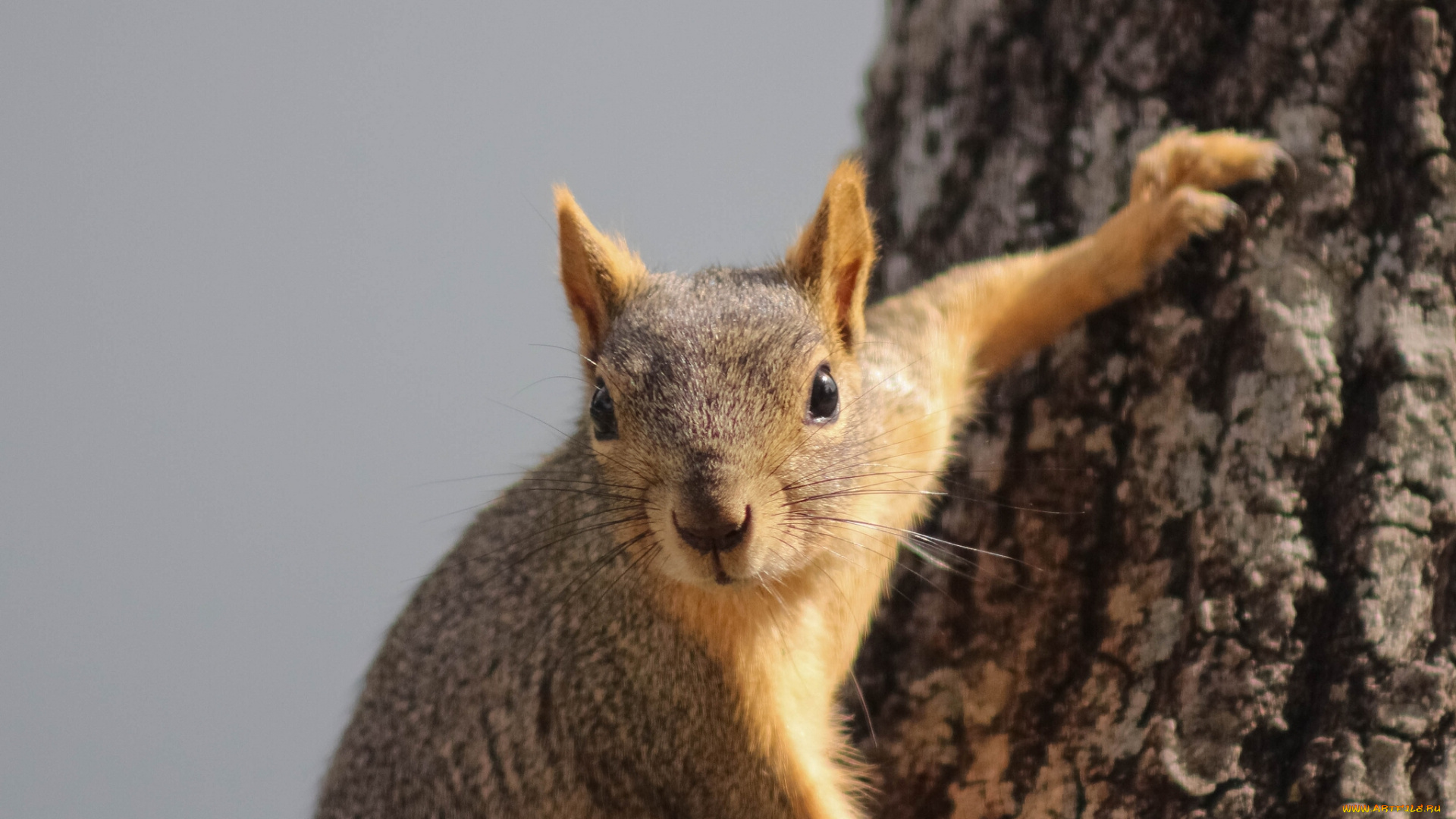 животные, белки, рыжая, любопытная