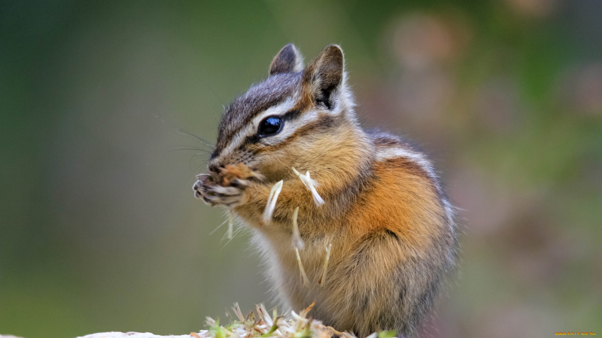 животные, бурундуки, грызун, трапеза
