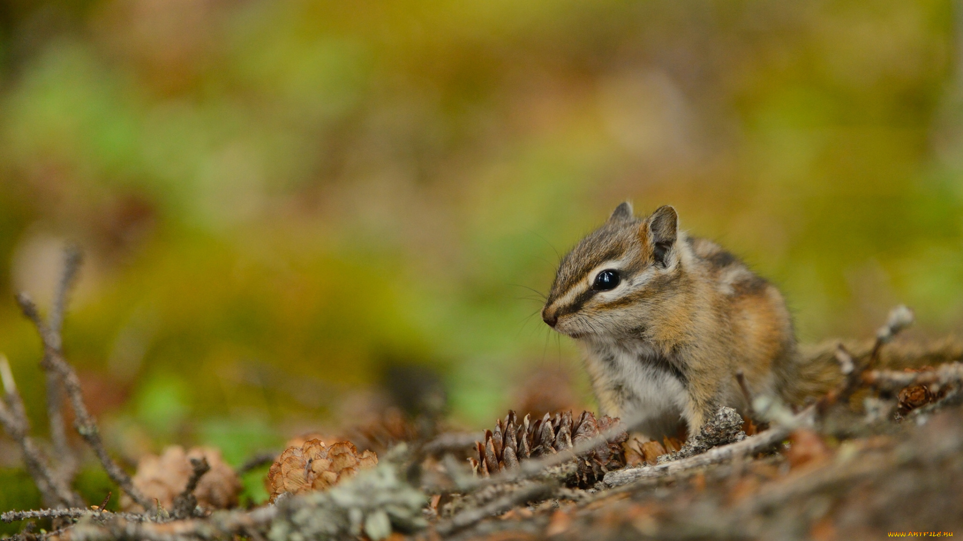 животные, бурундуки, шишки