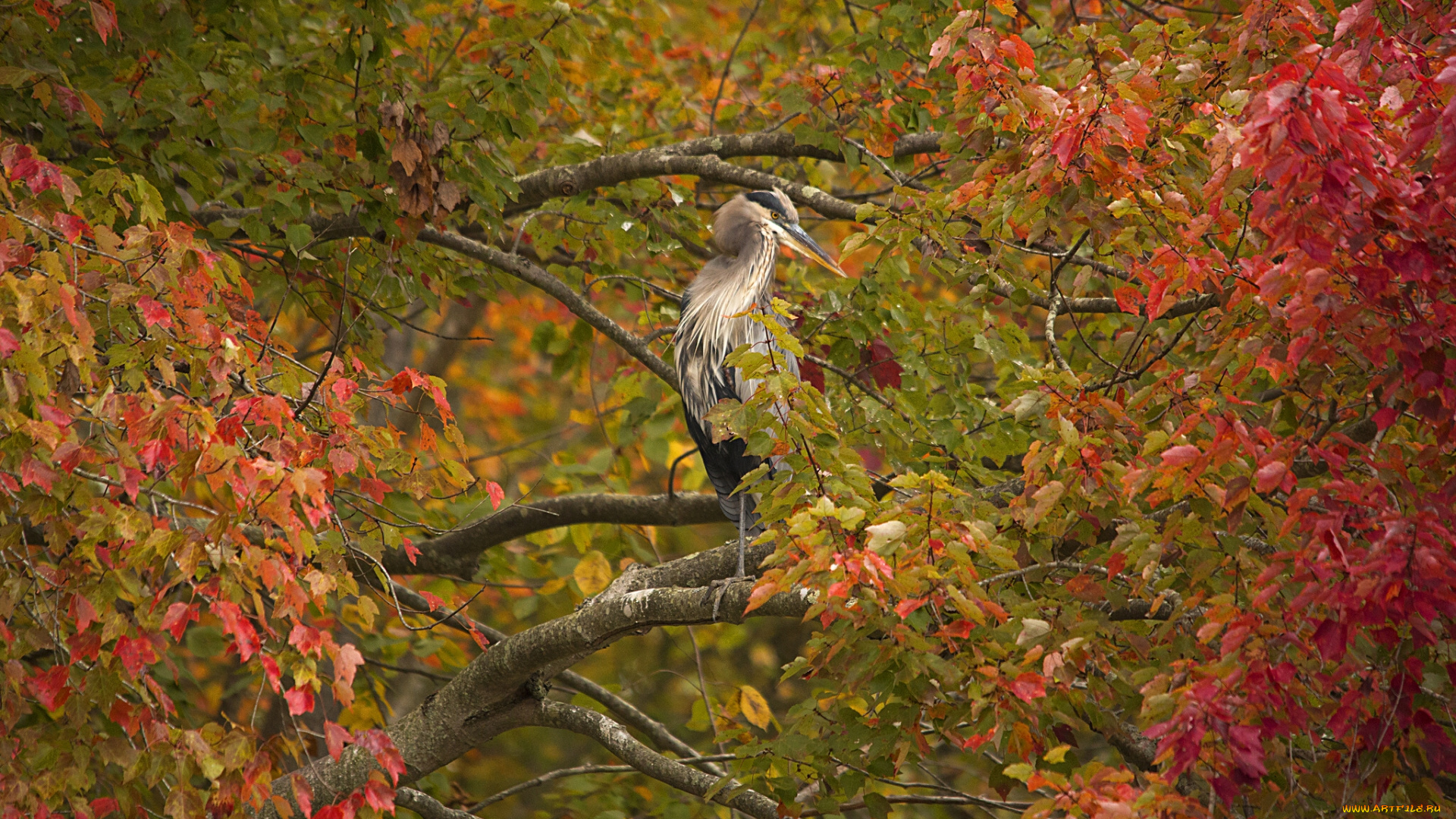 животные, цапли, листва, ветки, дерево, птица, серая, цапля, осень