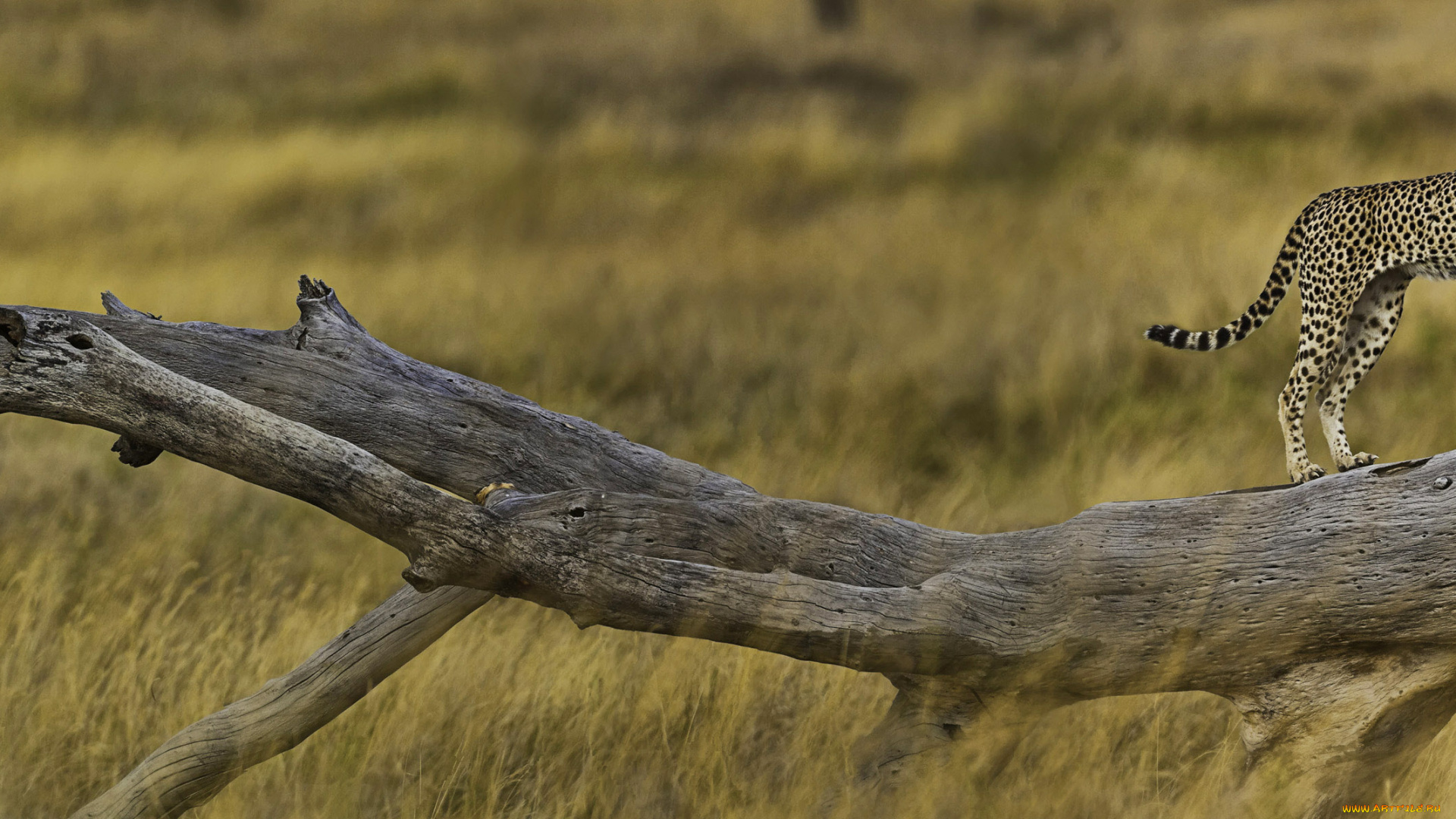 животные, гепарды, бревно, саванна
