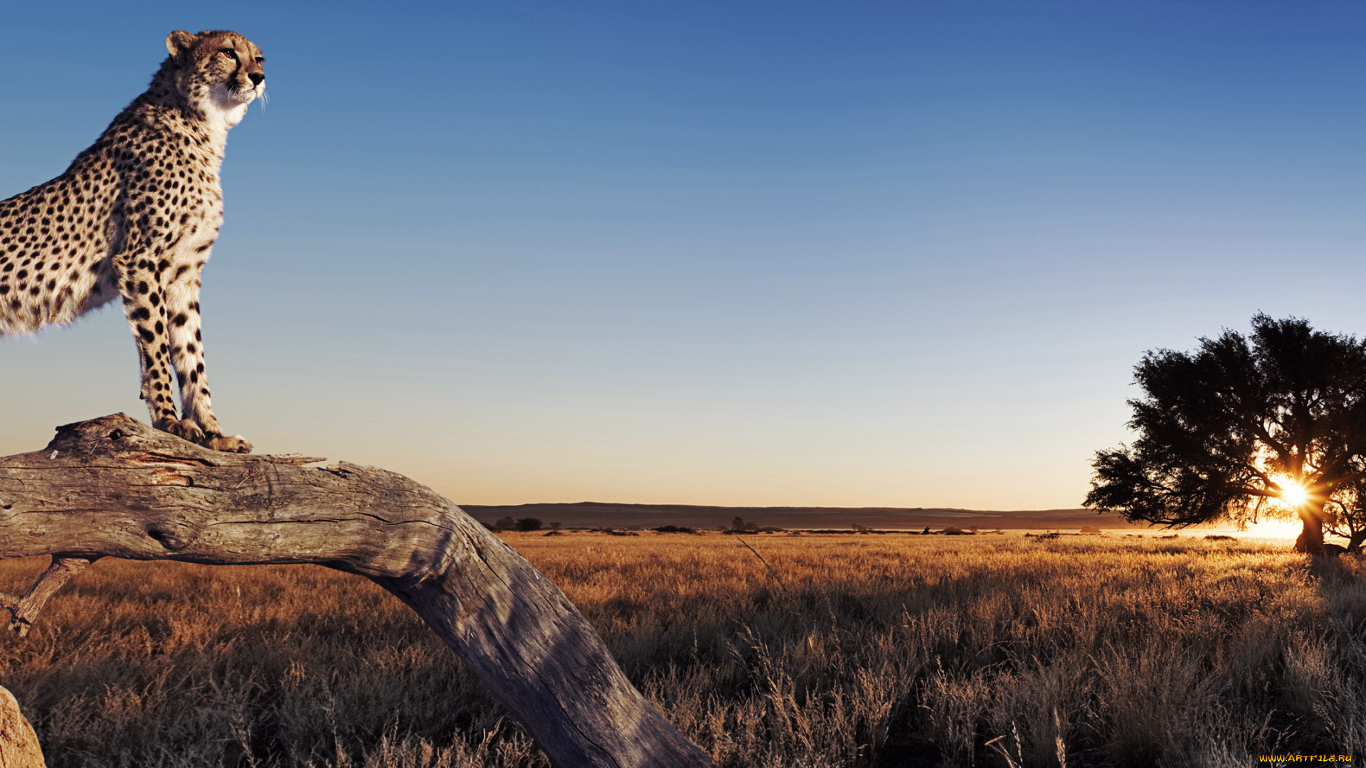 животные, гепарды, саванна