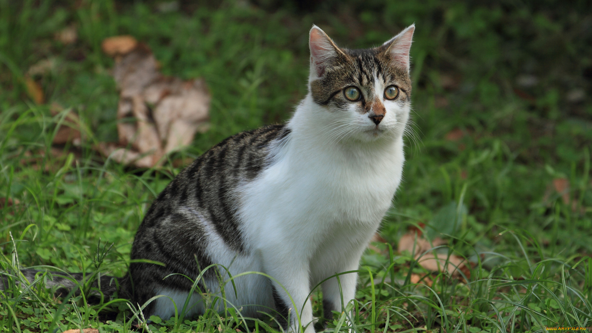 животные, коты, кот