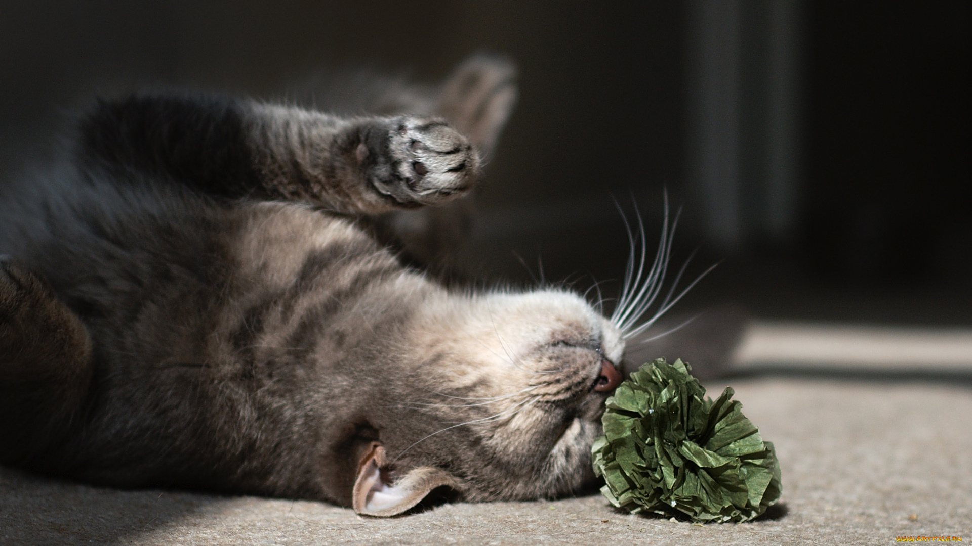 животные, коты, кот, игра, на, полу, цветок