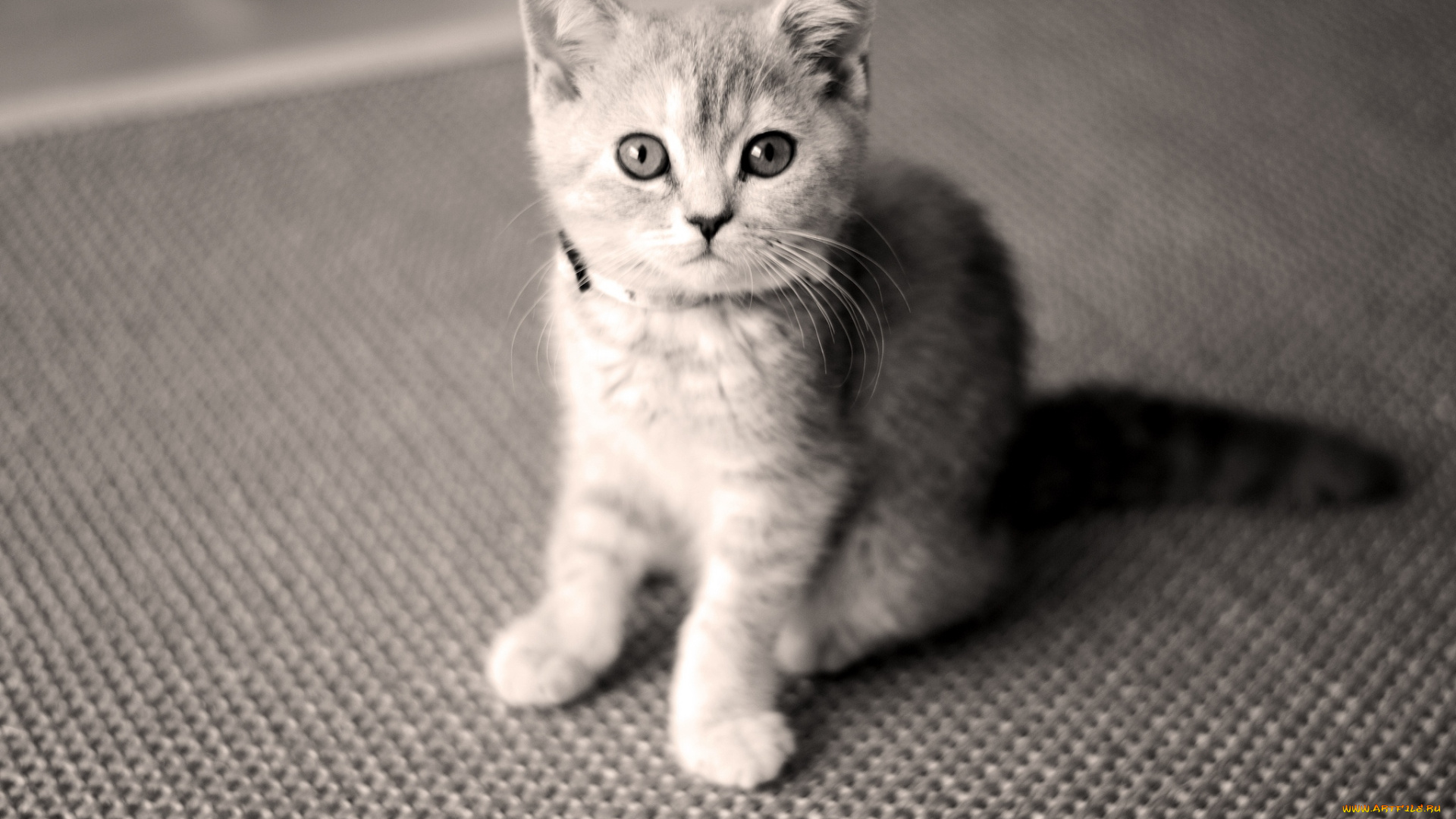 животные, коты, котейка