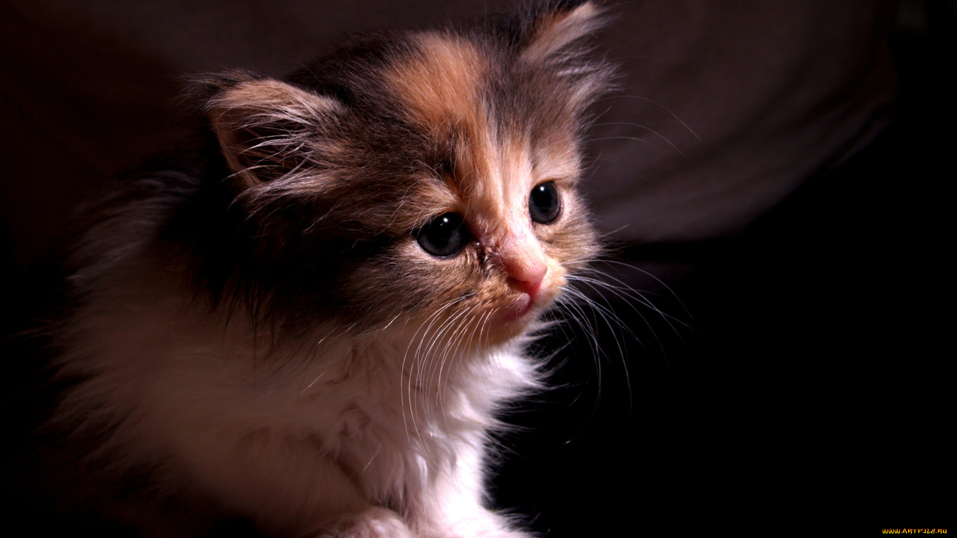 животные, коты, взгляд, глаза, котенок