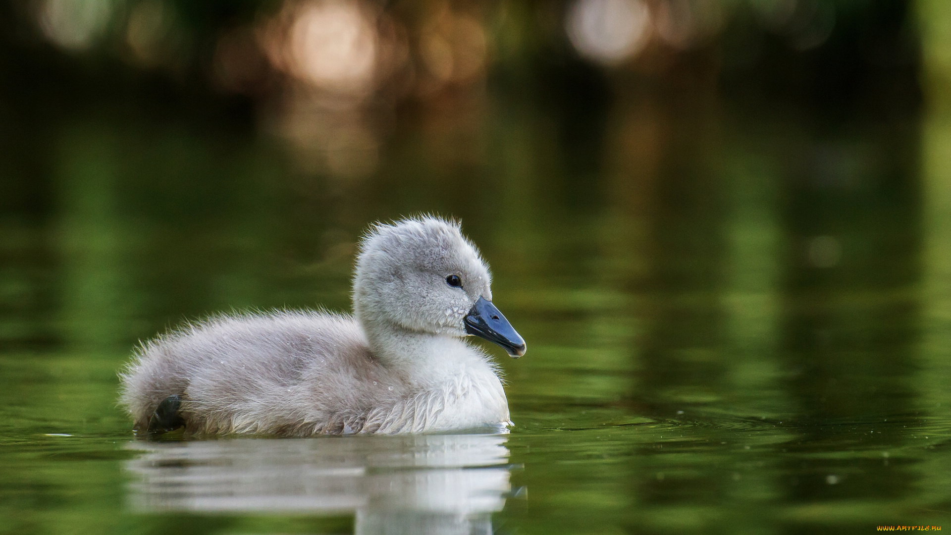 животные, лебеди, вода, птенец