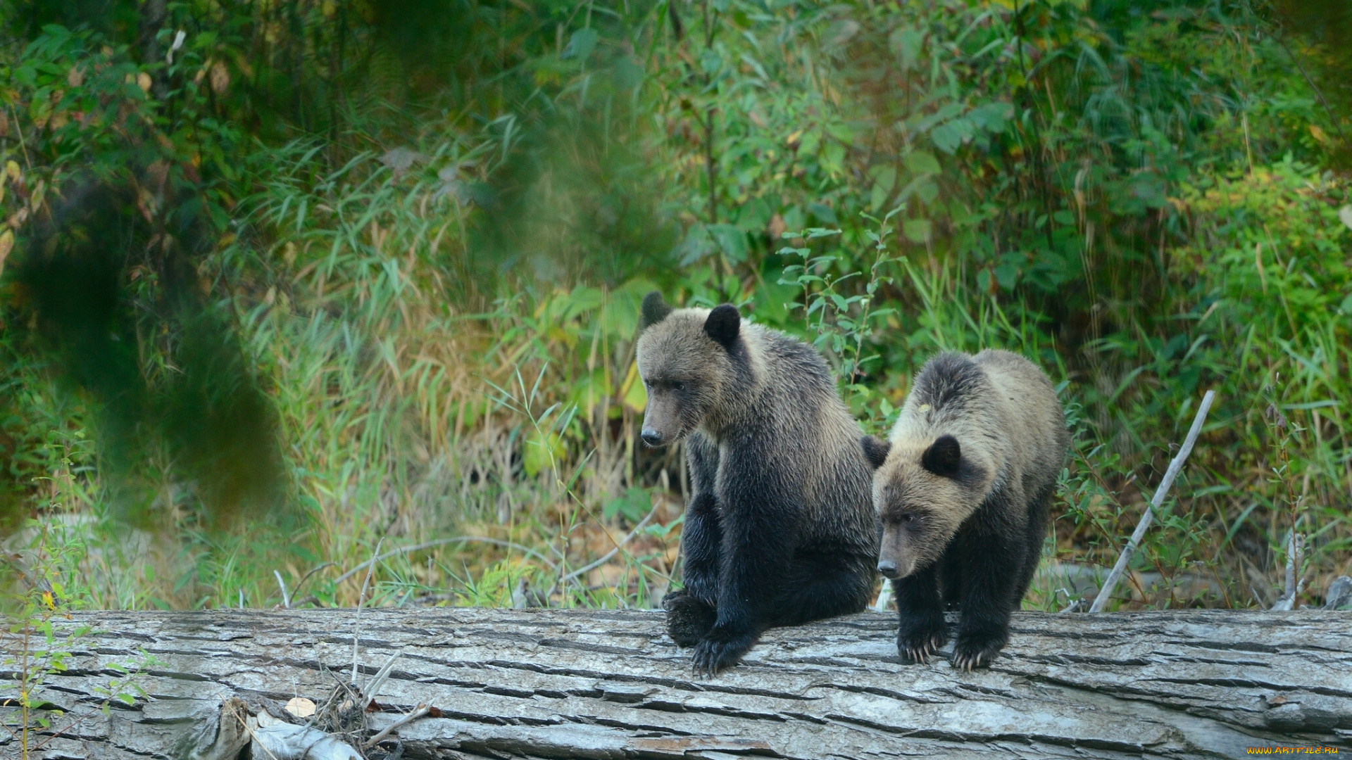 животные, медведи, лес, бревно, медвежата, гризли