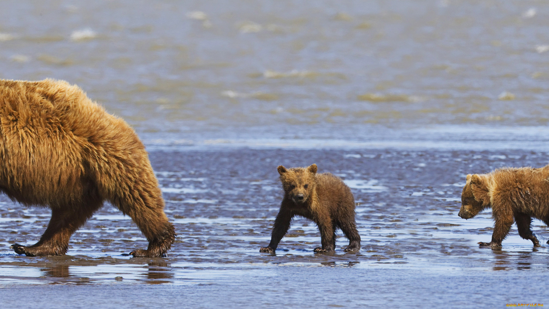 животные, медведи, побережье