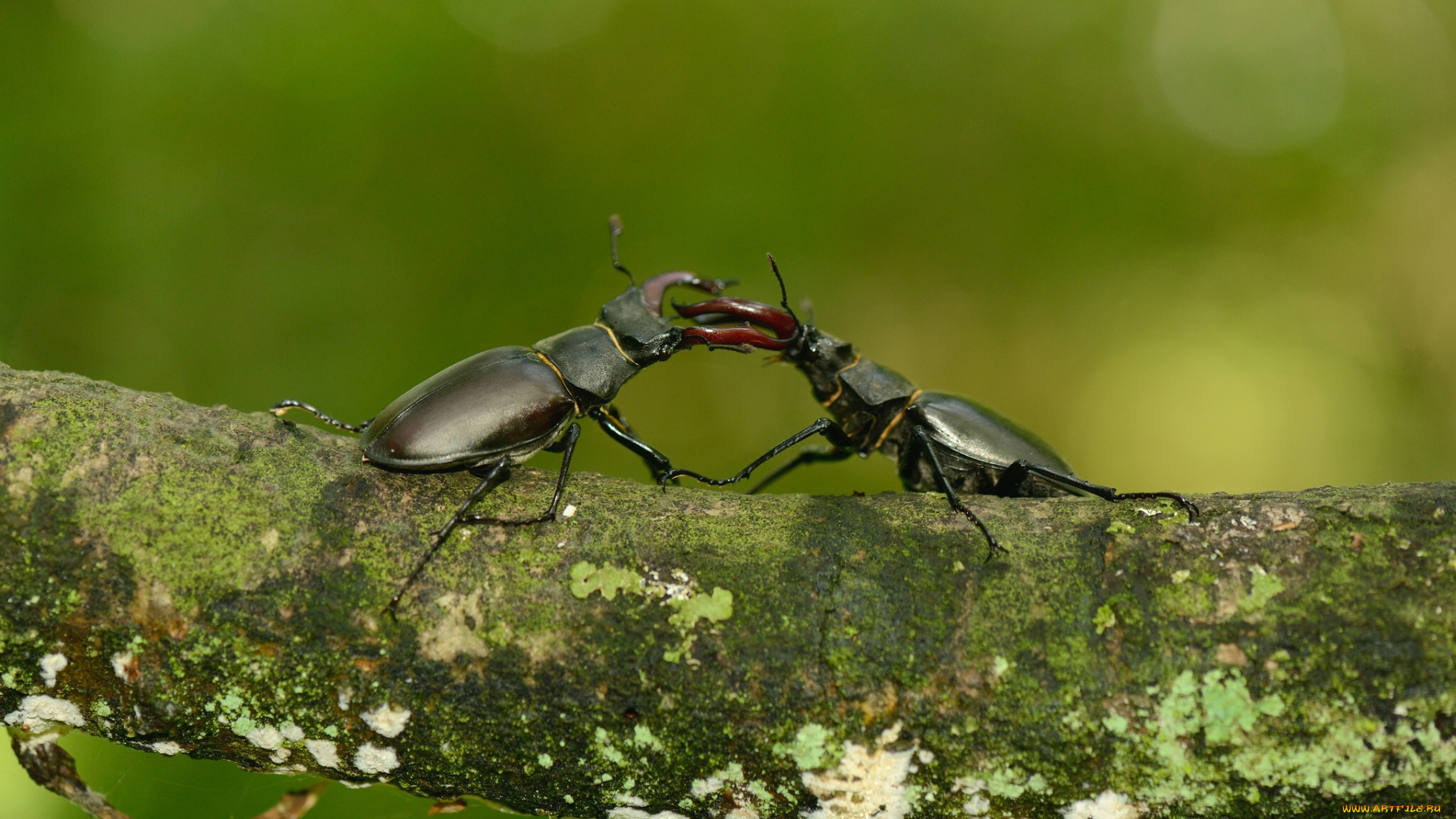 животные, насекомые, дерево, жуки, макро, жук-олень