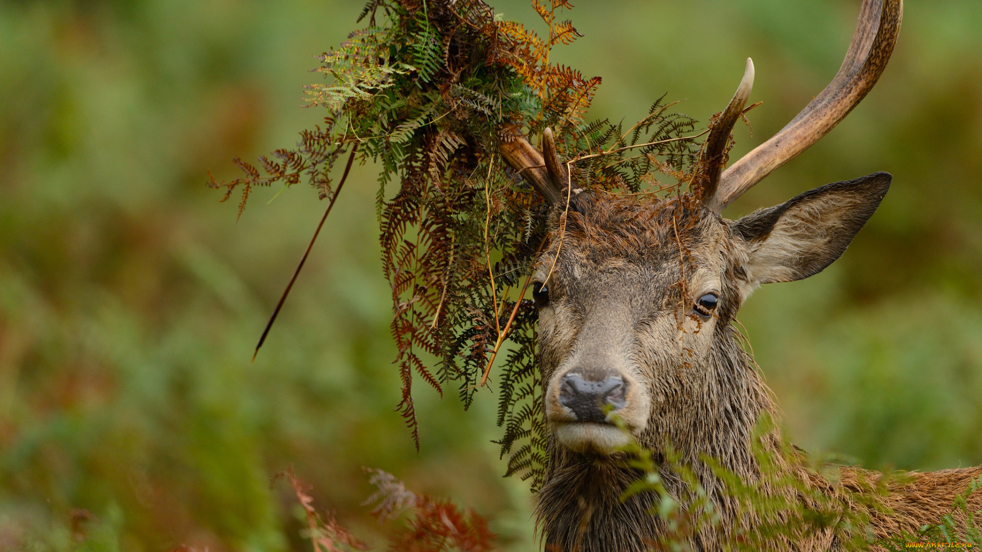 животные, олени, благородный, олень, взгляд, рога, трава