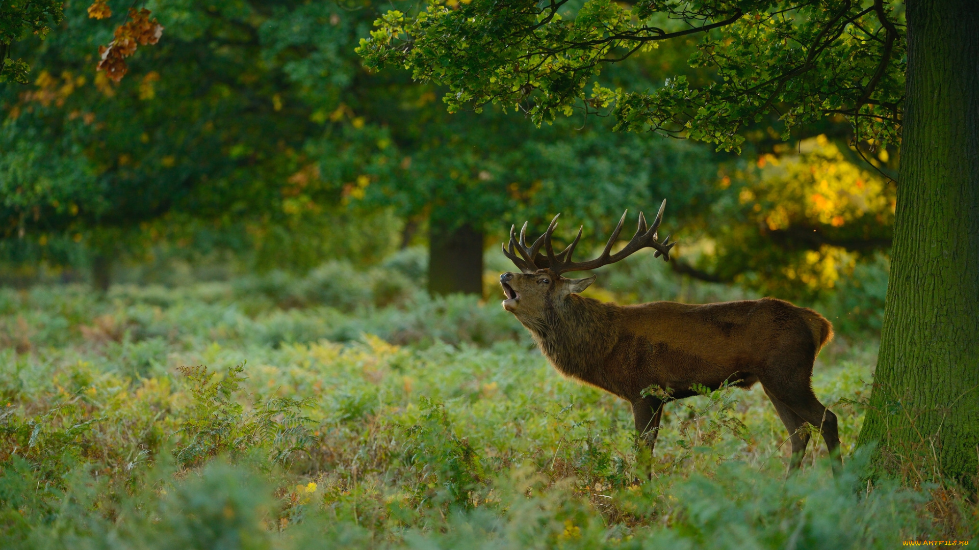животные, олени, поляна, лес