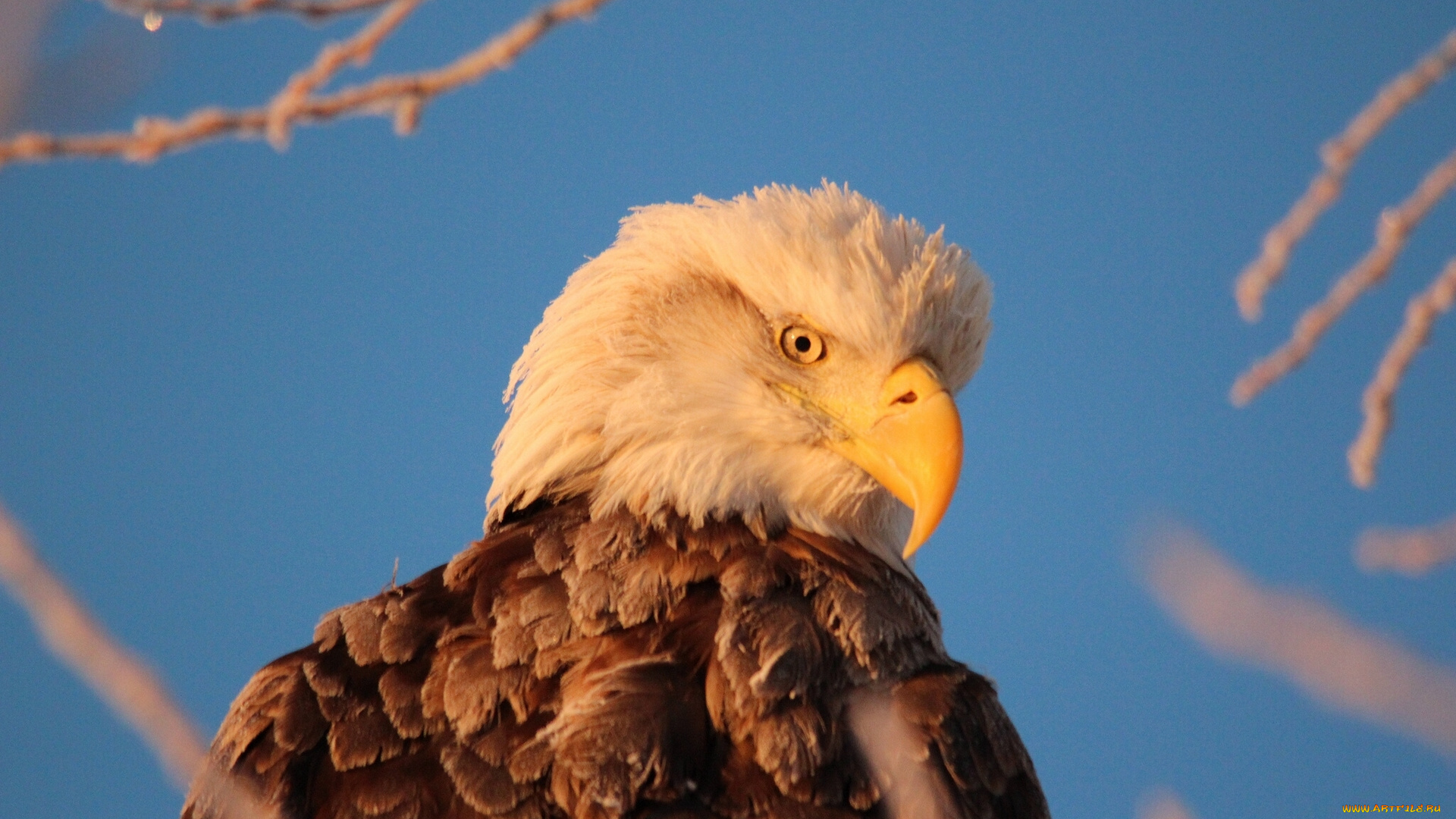 животные, птицы, хищники, белоголовый, орлан