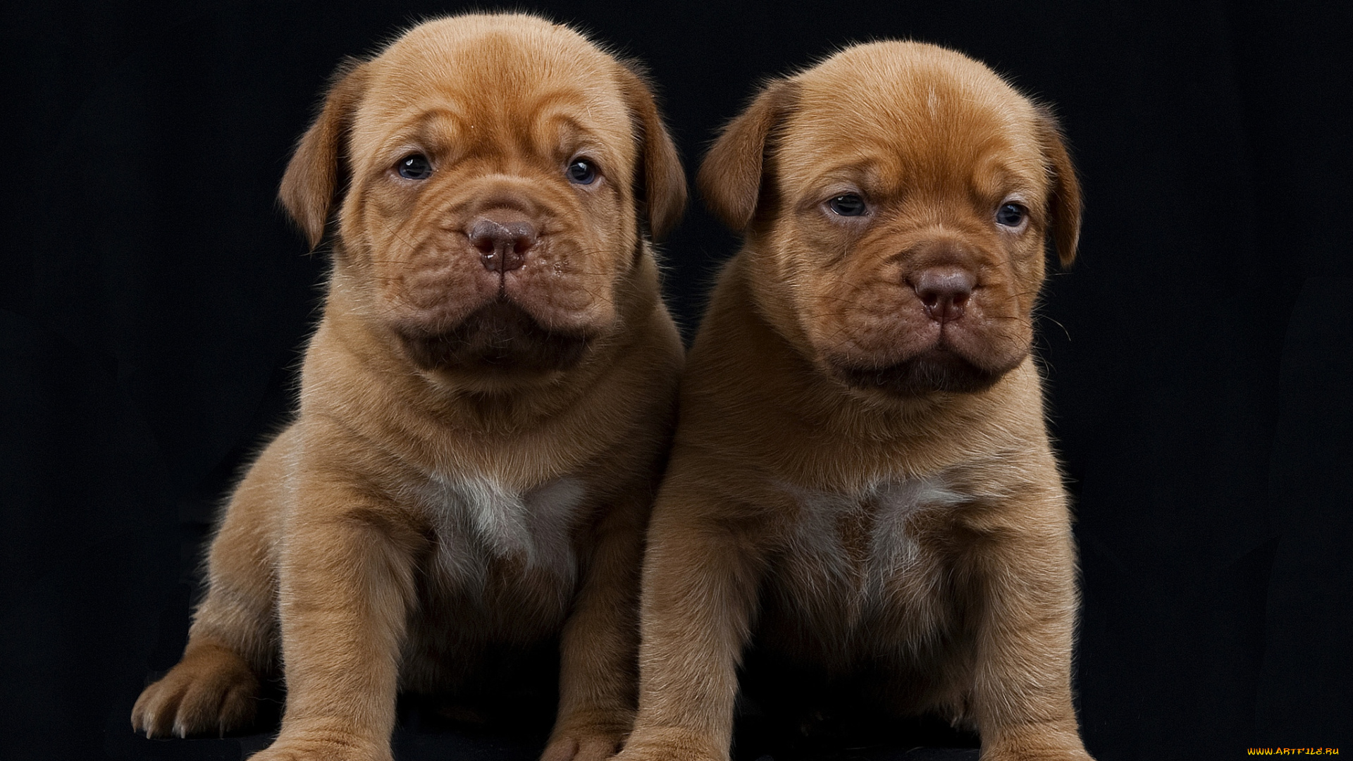 животные, собаки, щенки, бордосский, дог