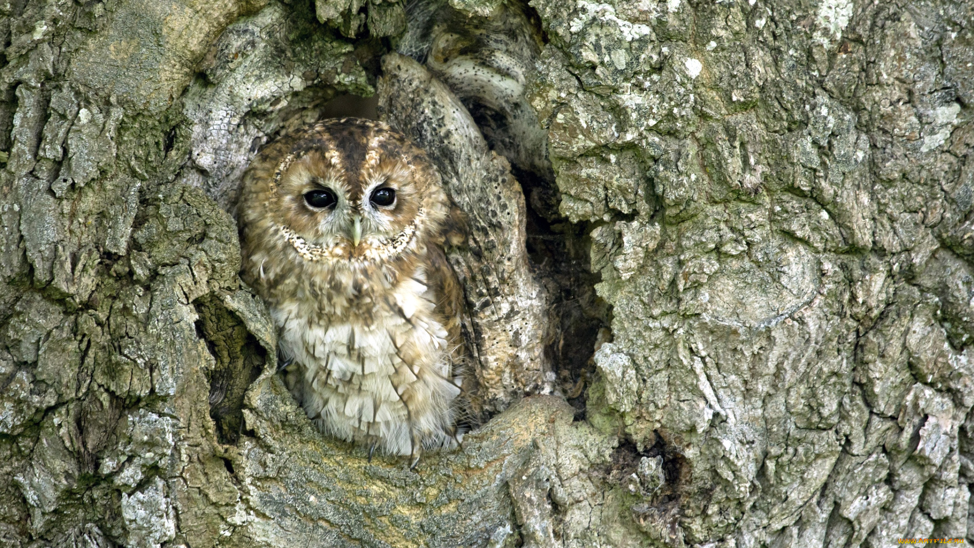 животные, совы, маскировка