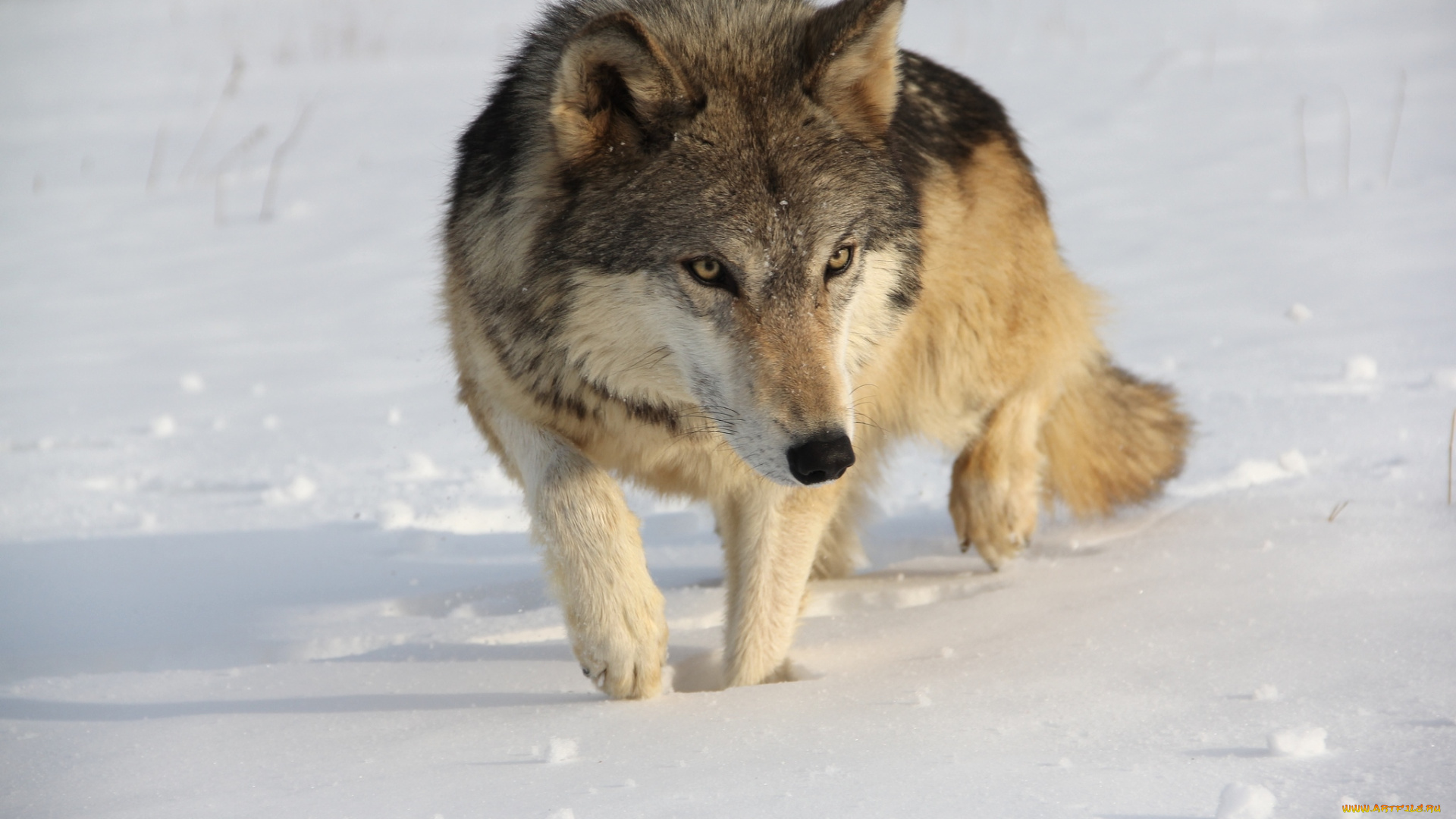 животные, волки, хищник, снег