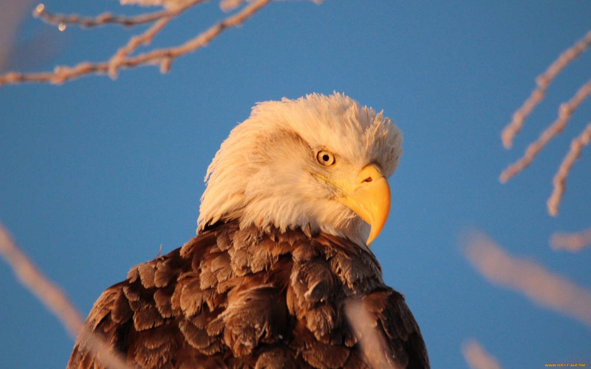животные, птицы, хищники, белоголовый, орлан