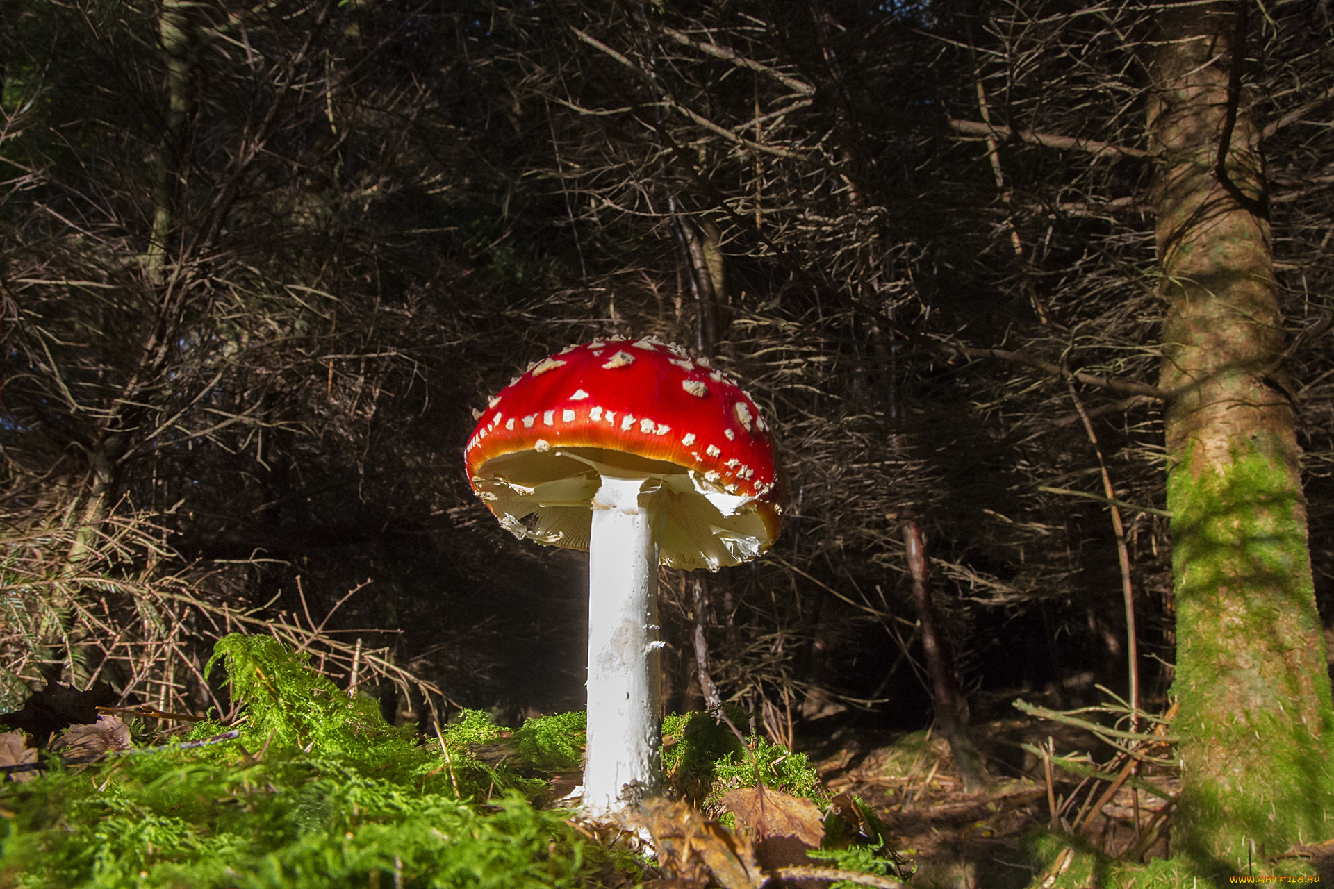 природа, грибы, мухомор, ножка, шляпка