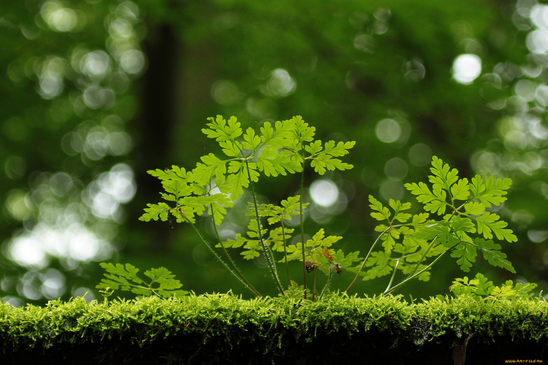 природа, макро, листья, блики