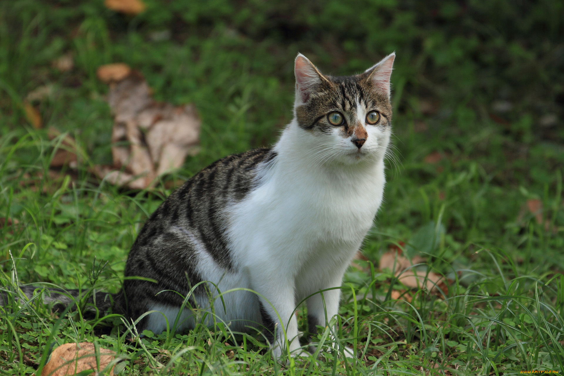 животные, коты, кот