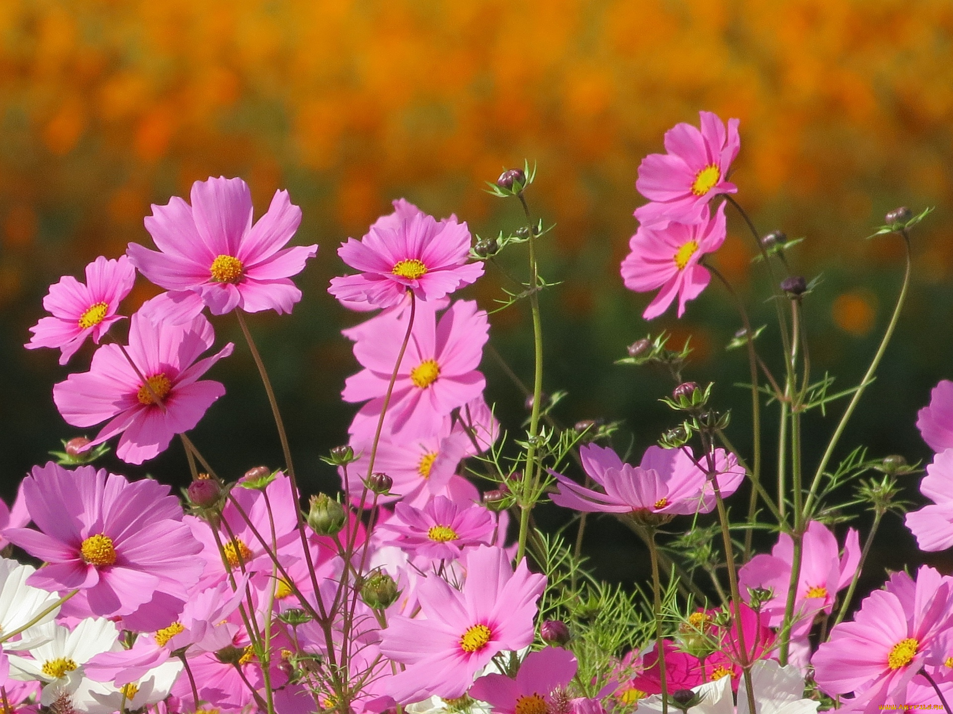 цветы, космея, лепестки