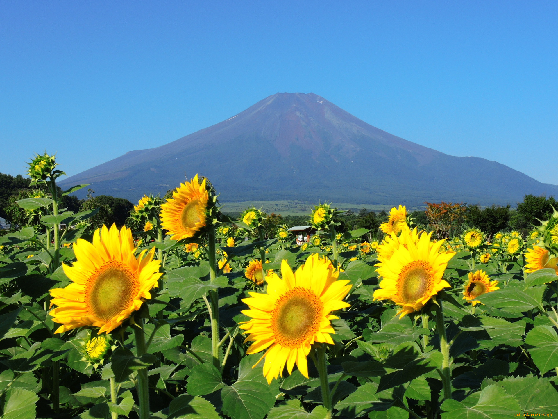 цветы, подсолнухи, гора