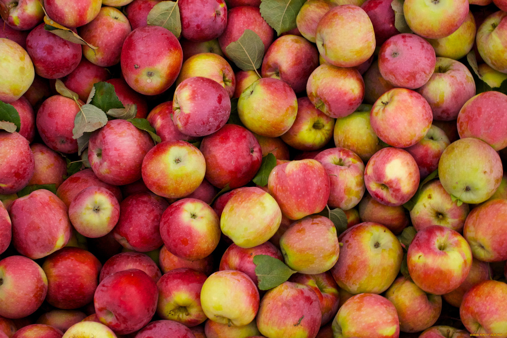 еда, Яблоки, яблоки, красные