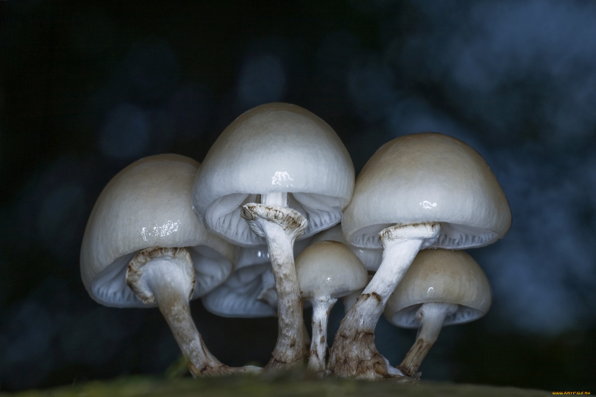 природа, грибы, ножка, шляпка