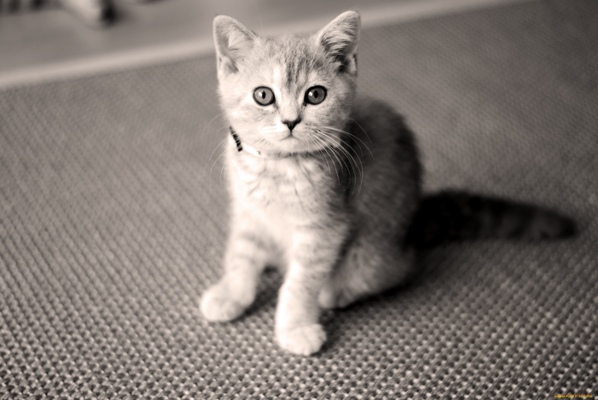 животные, коты, котейка