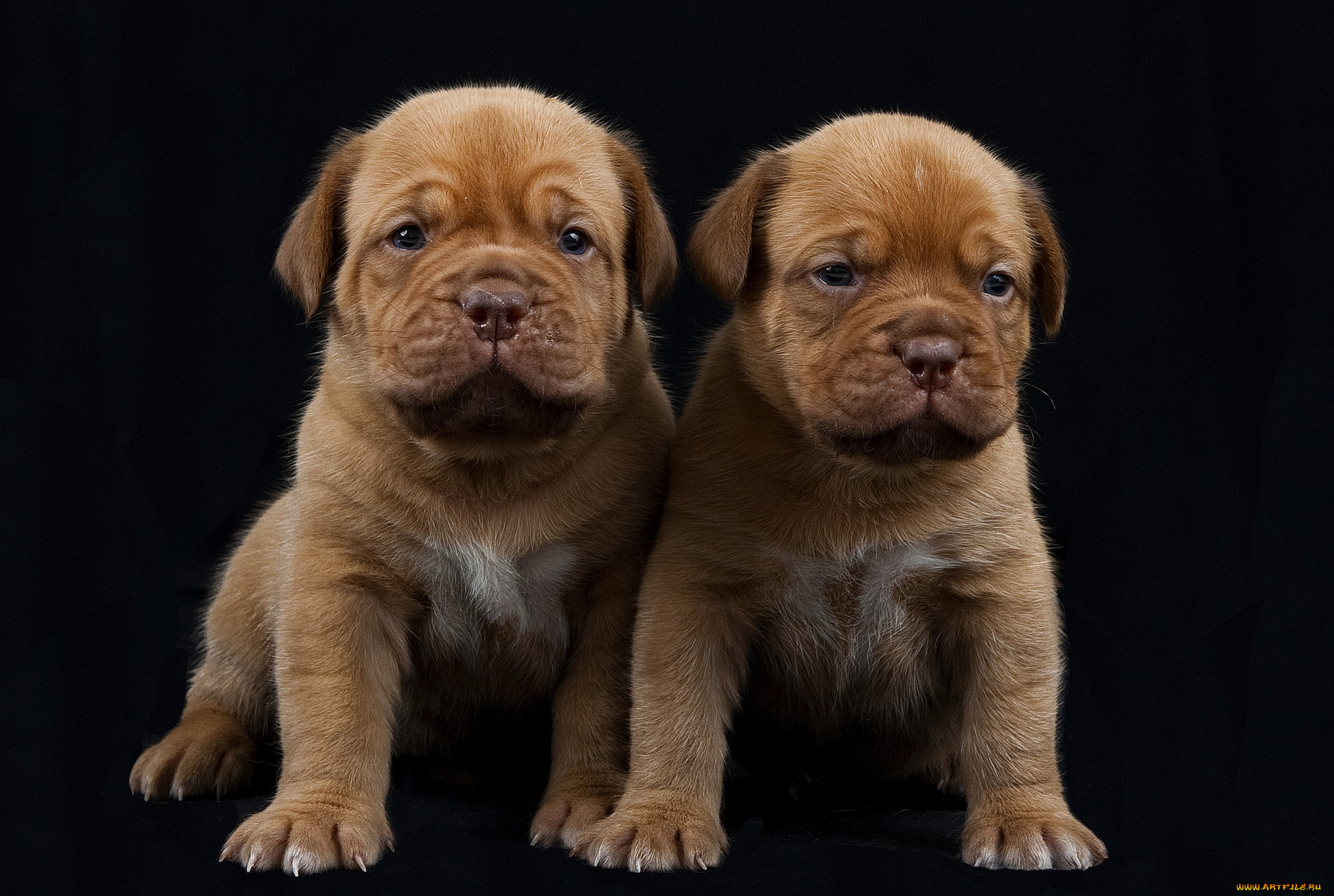 животные, собаки, щенки, бордосский, дог