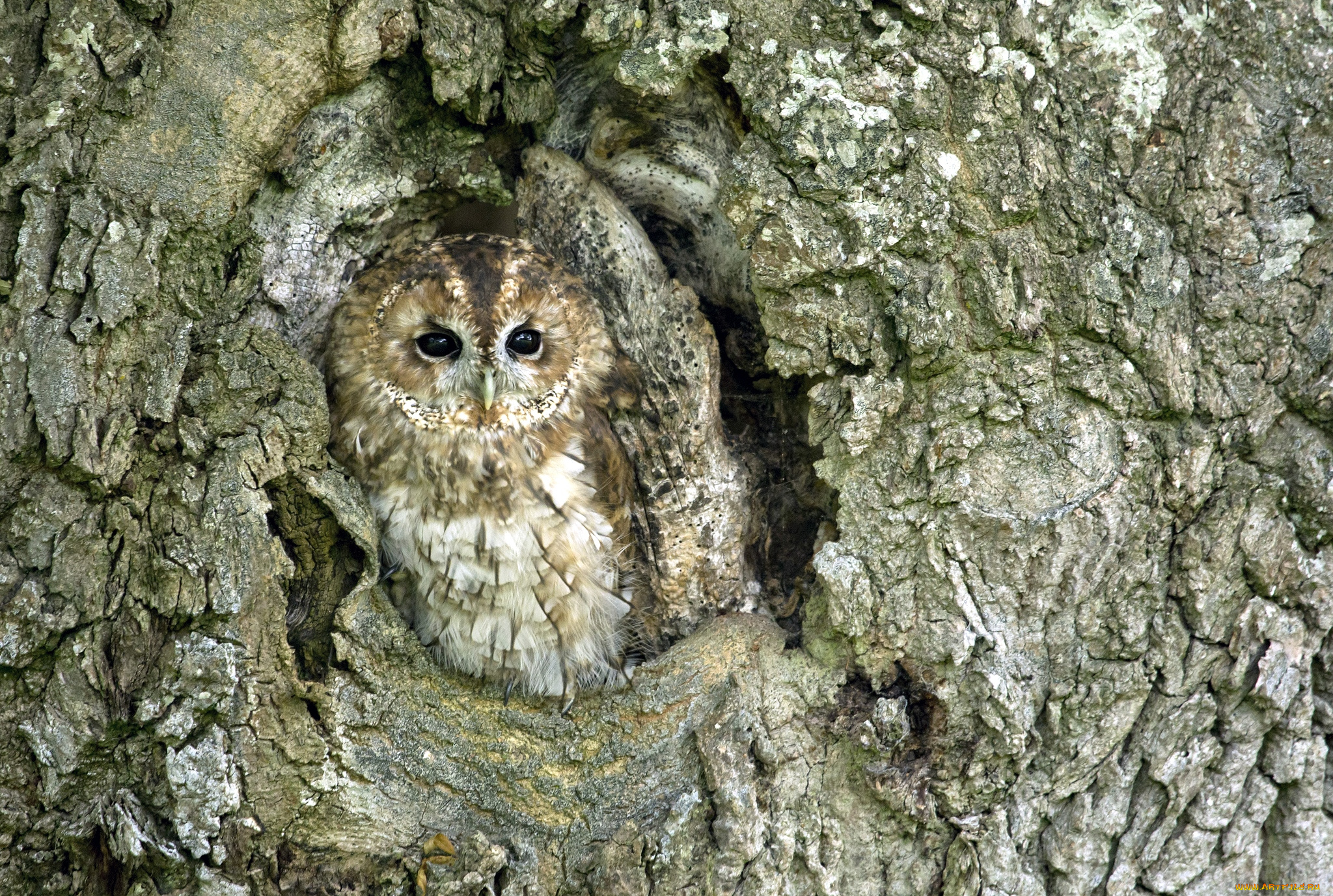 животные, совы, маскировка