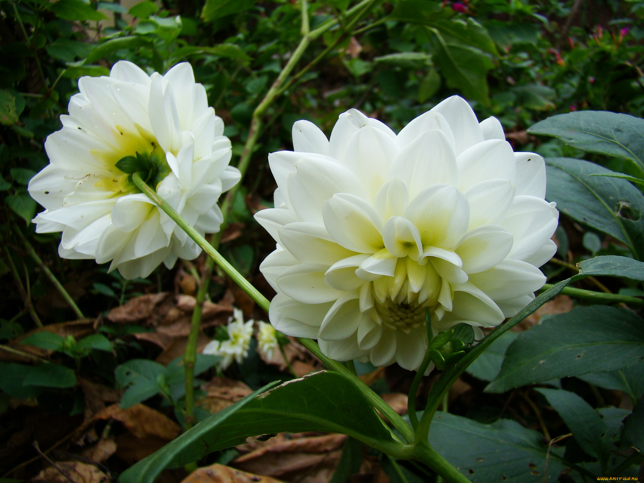 цветы, георгины