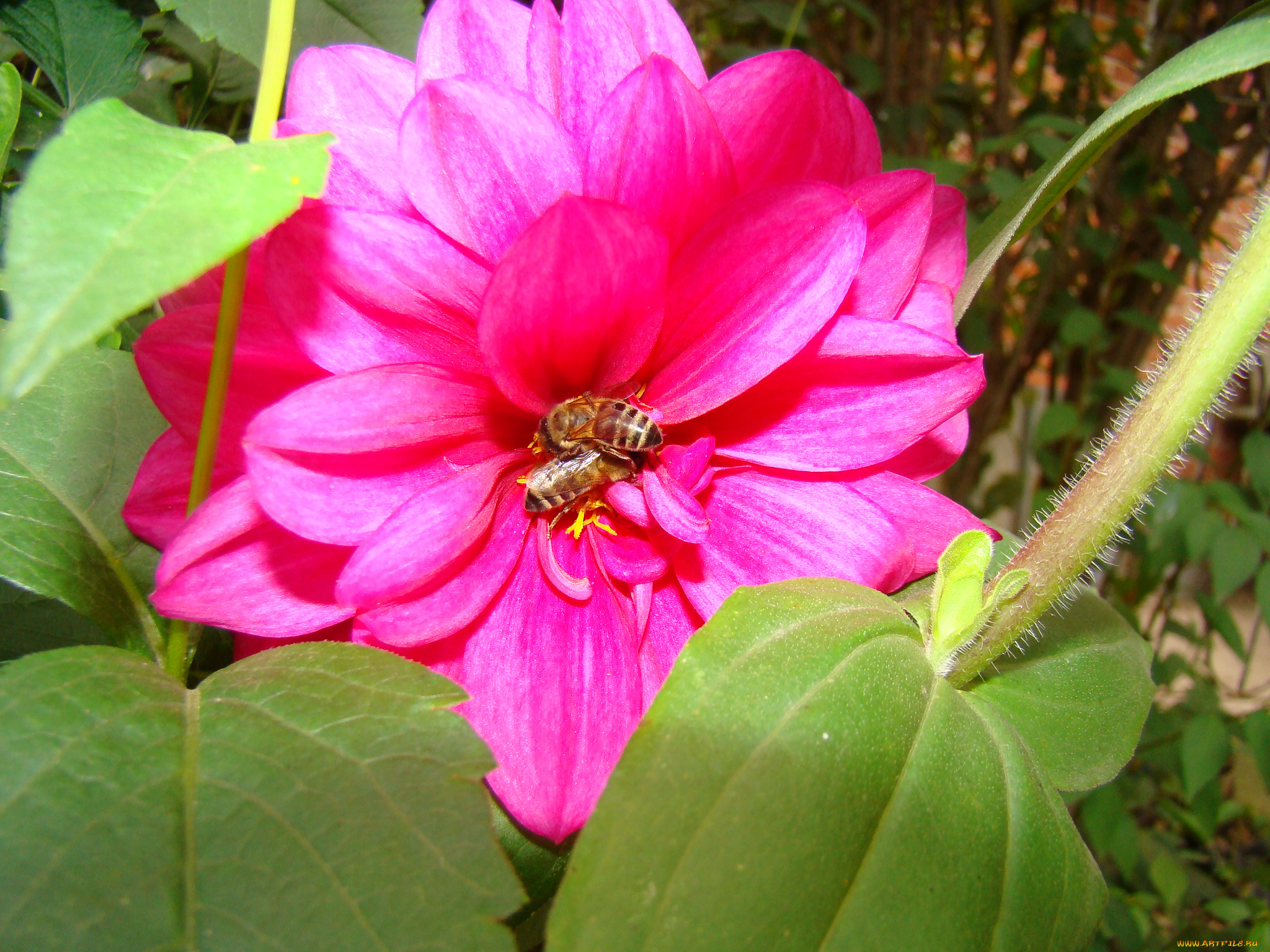 цветы, георгины