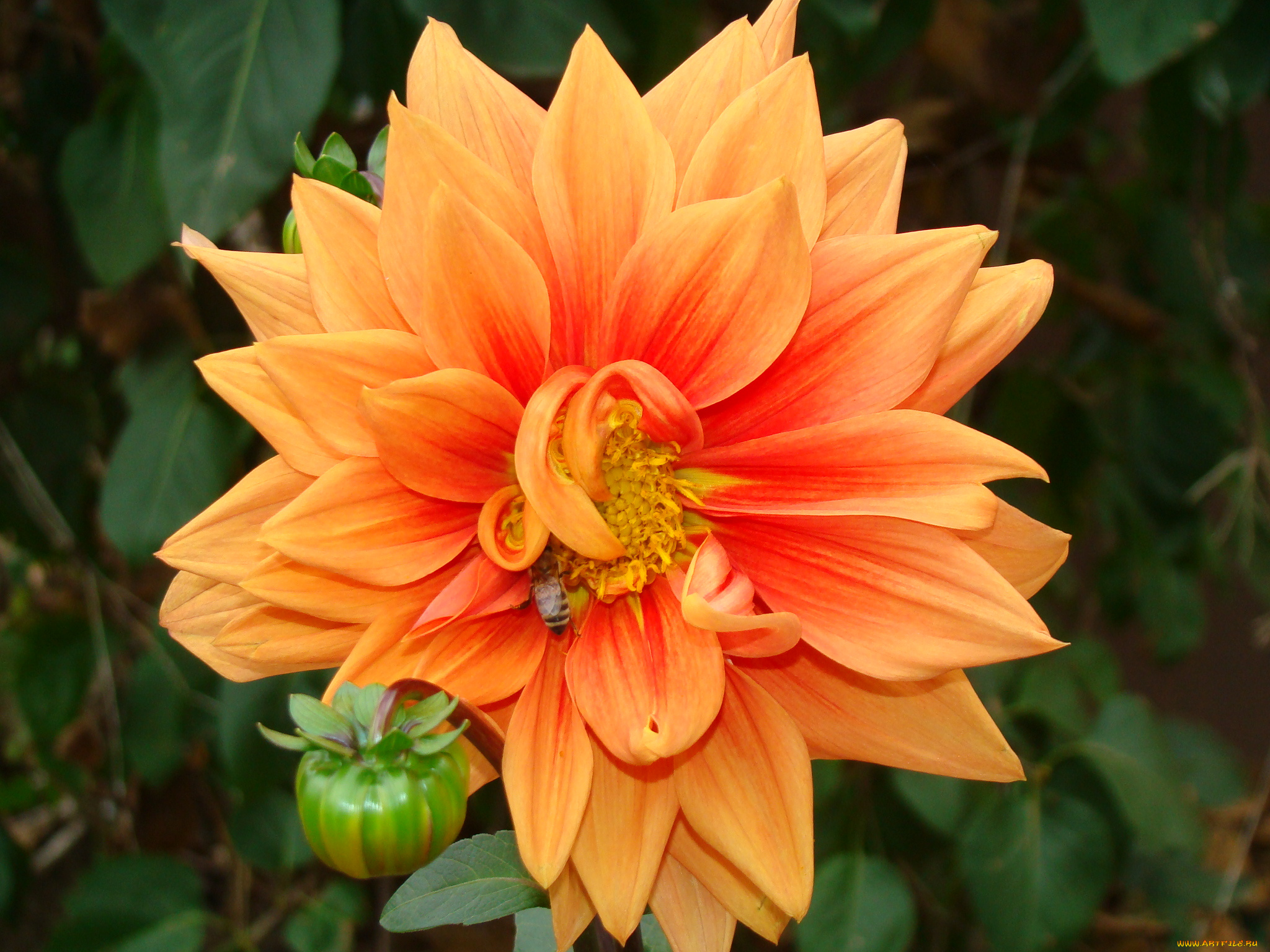 цветы, георгины