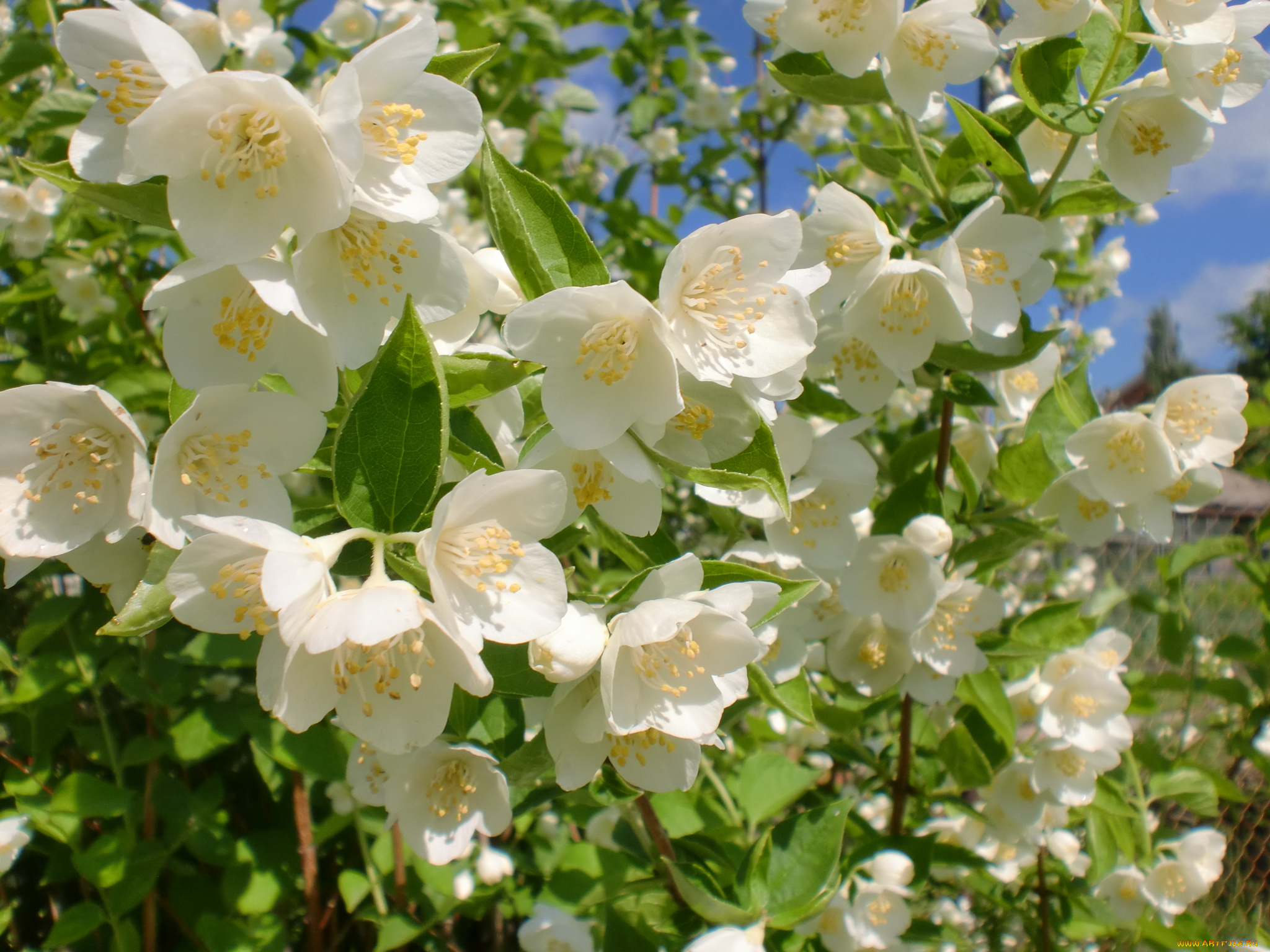 цветы, жасмин, ветки