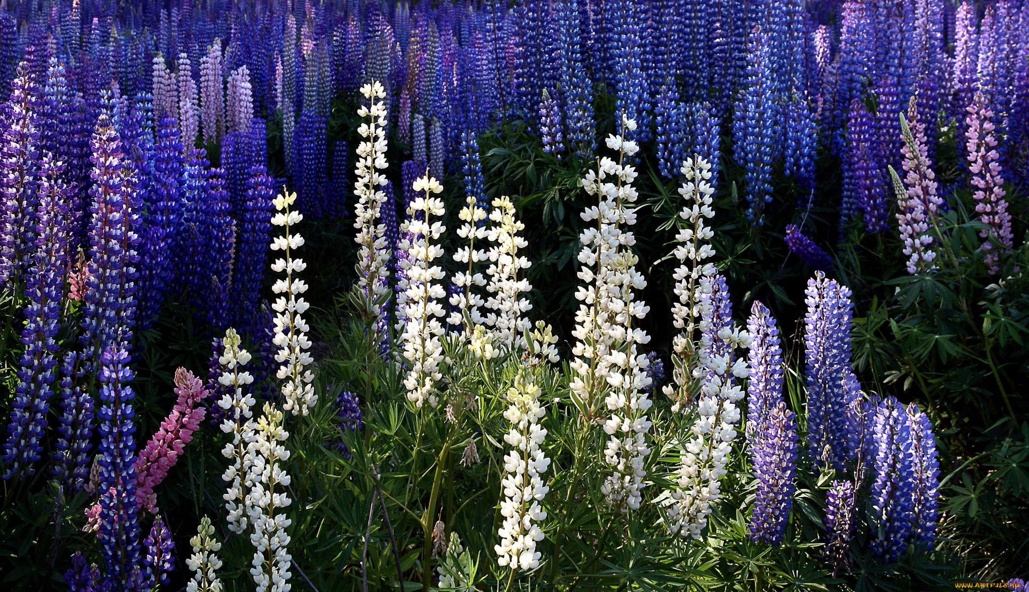цветы, люпин