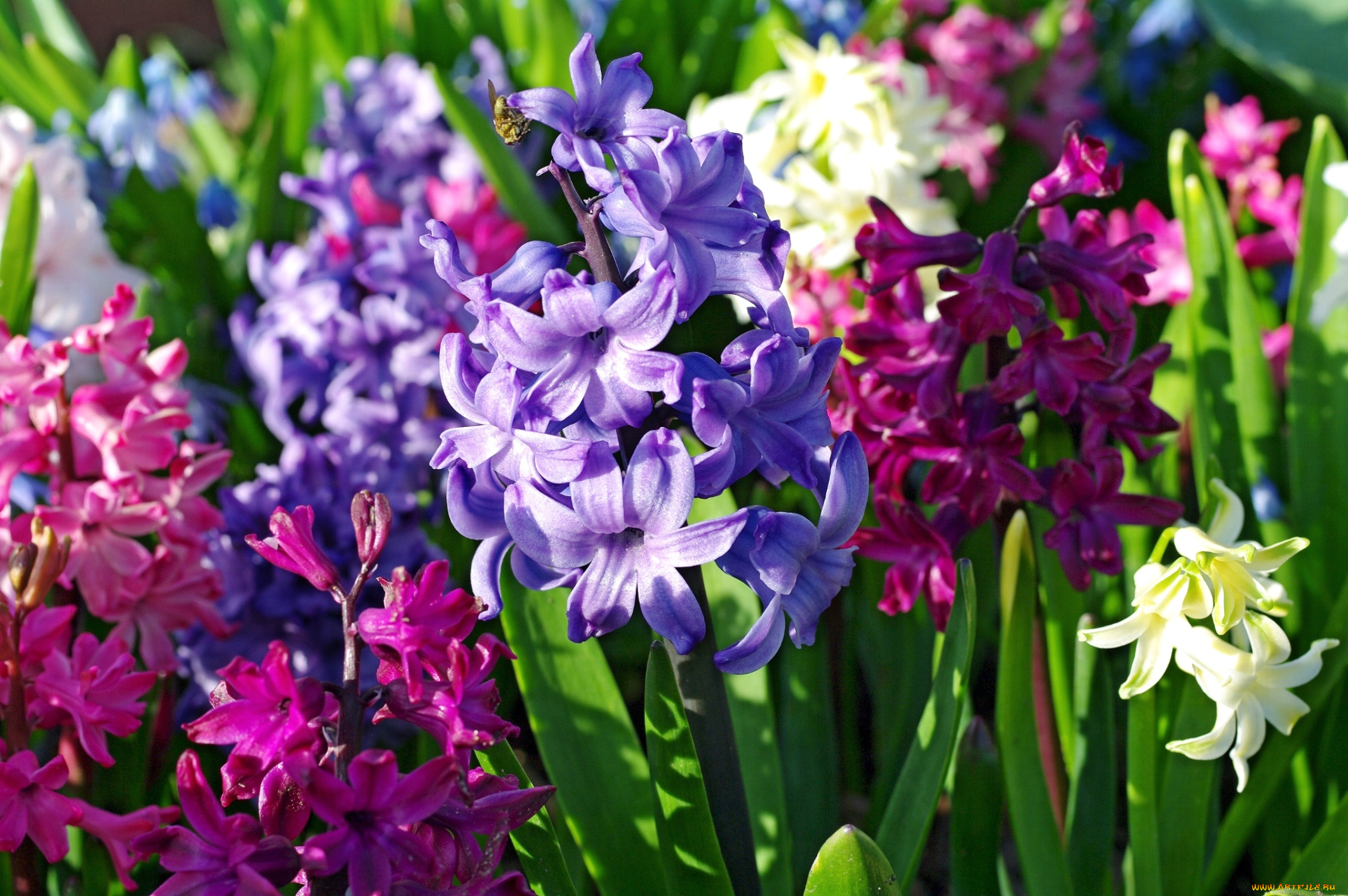 цветы, гиацинты, яркий