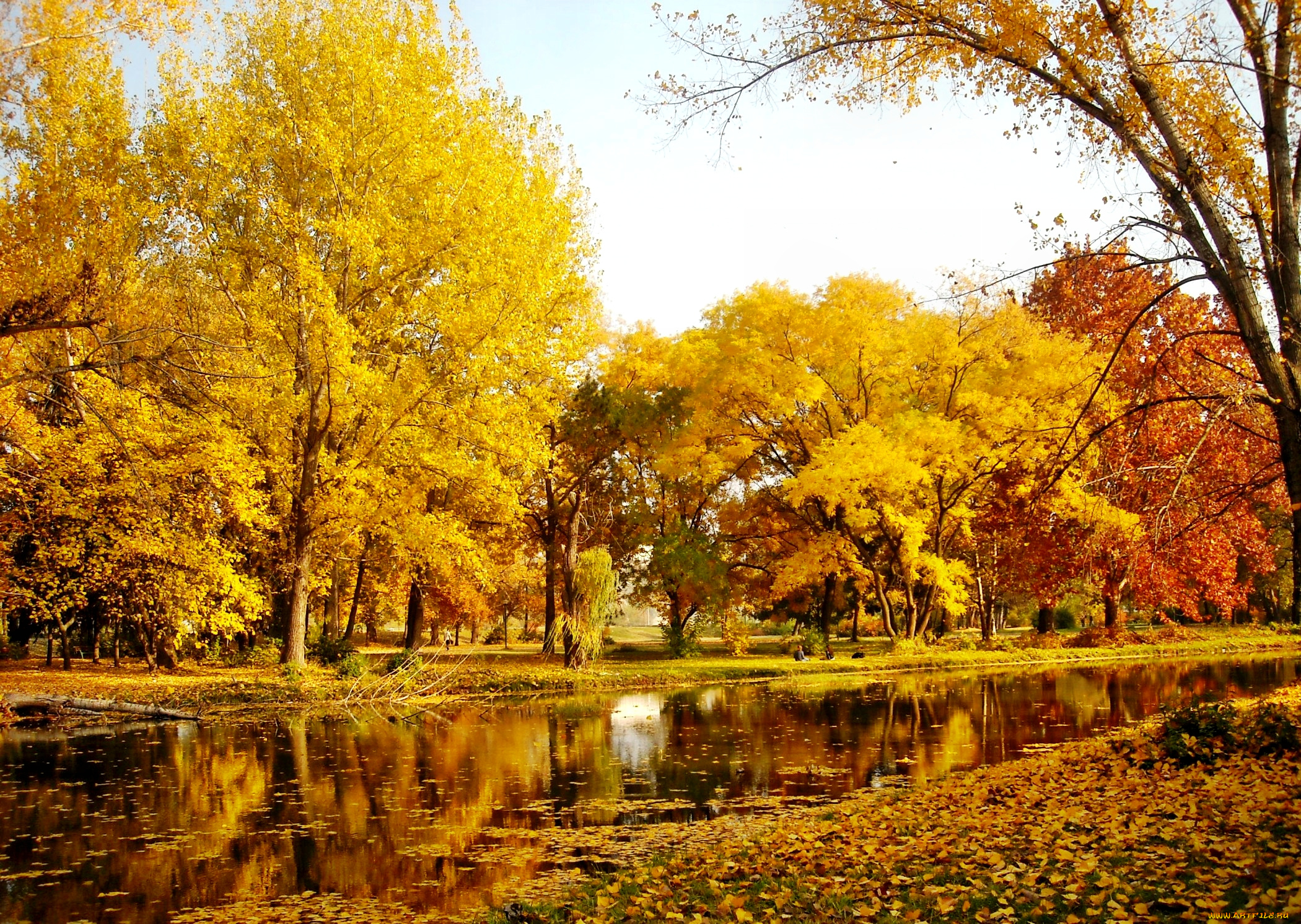 природа, парк, осень, река, лес, деревья, желтые, кроны