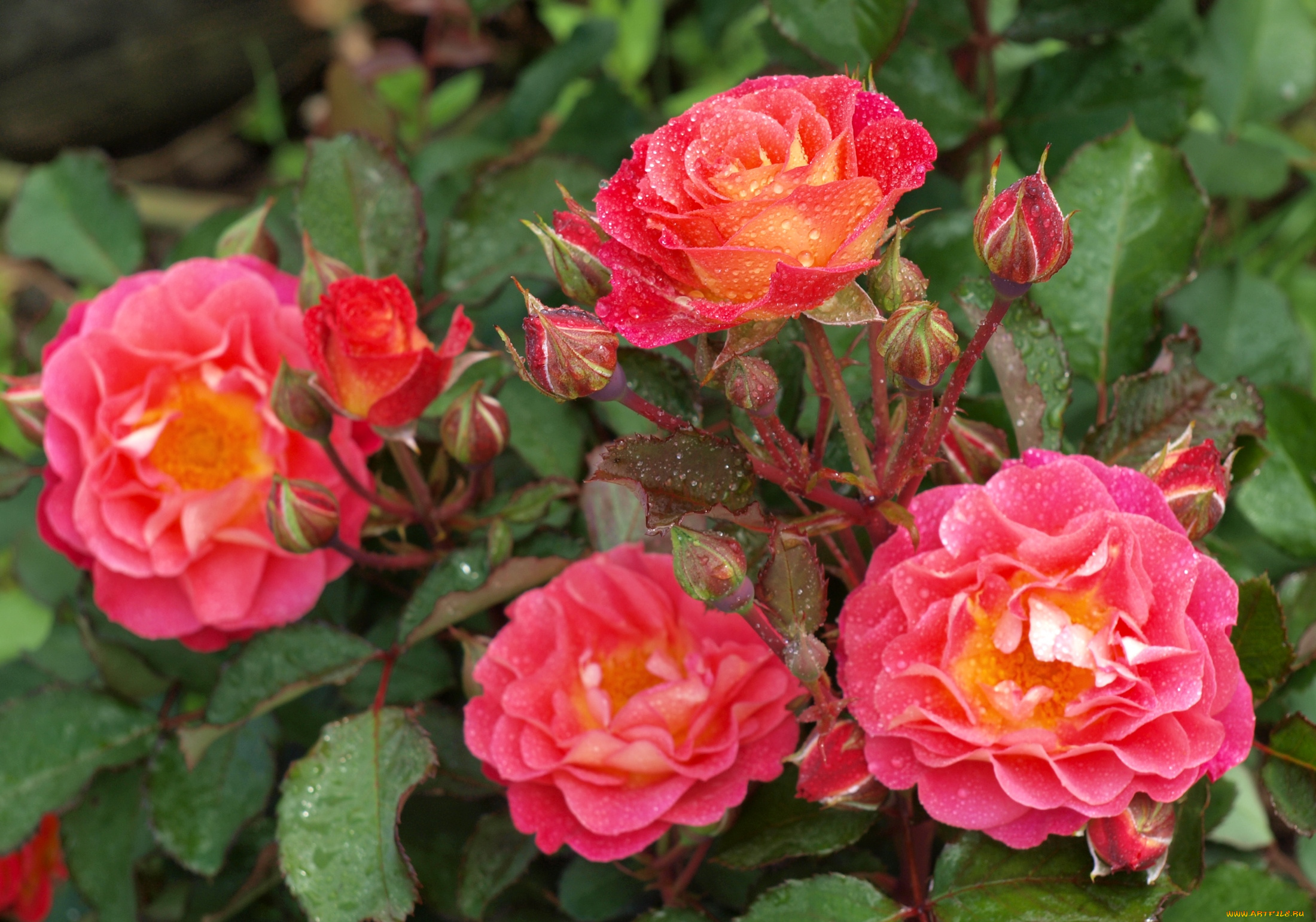 цветы, розы, капли, куст