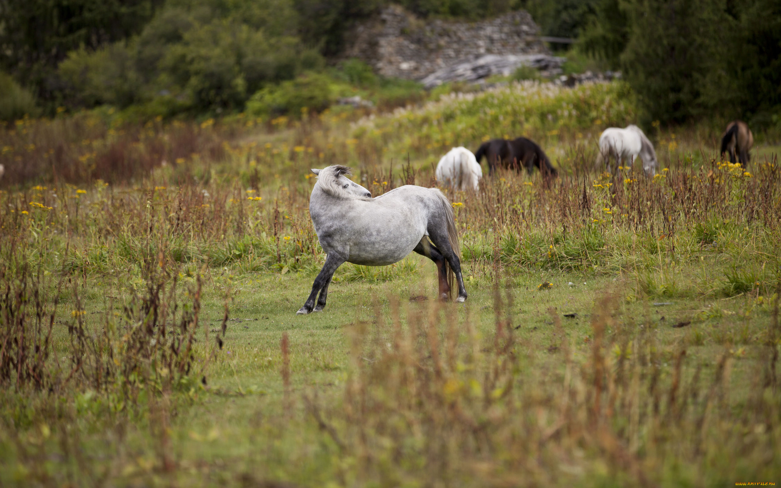 животные, лошади, лошадь