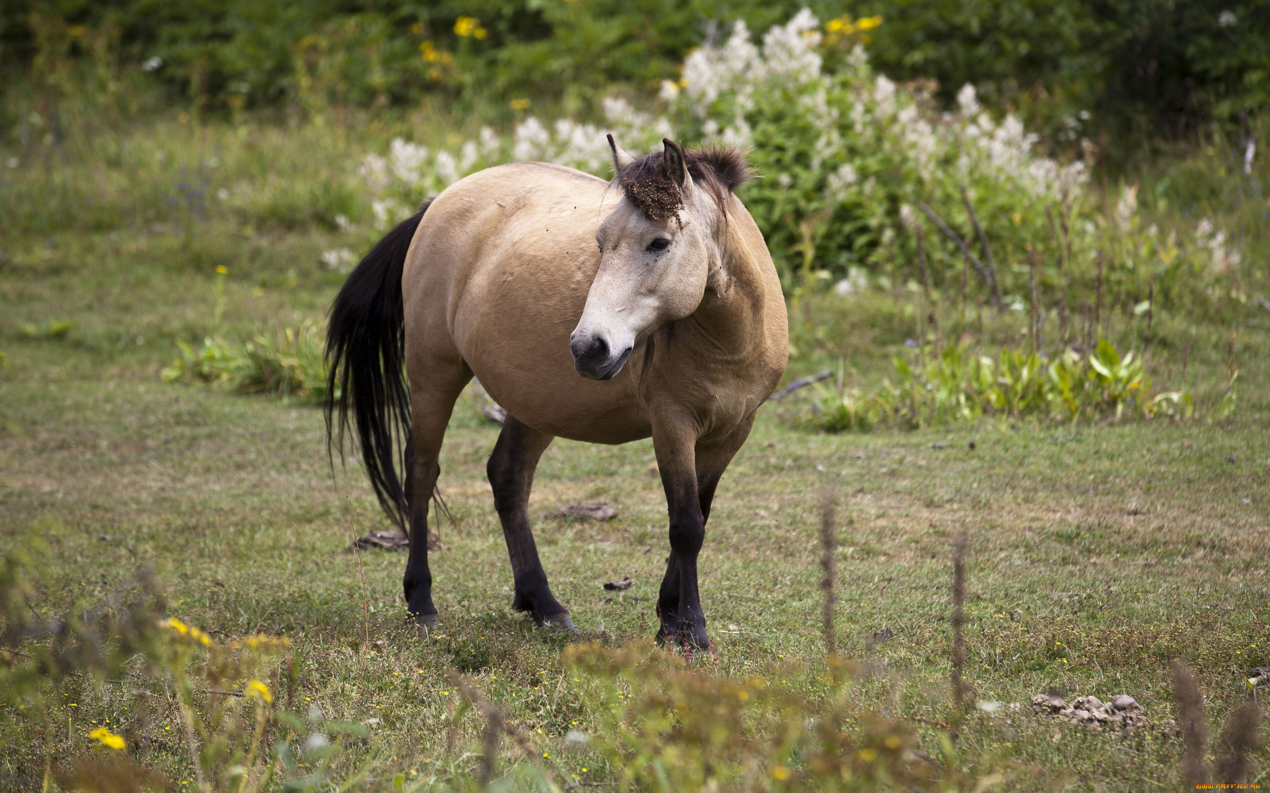 животные, лошади, лошадь
