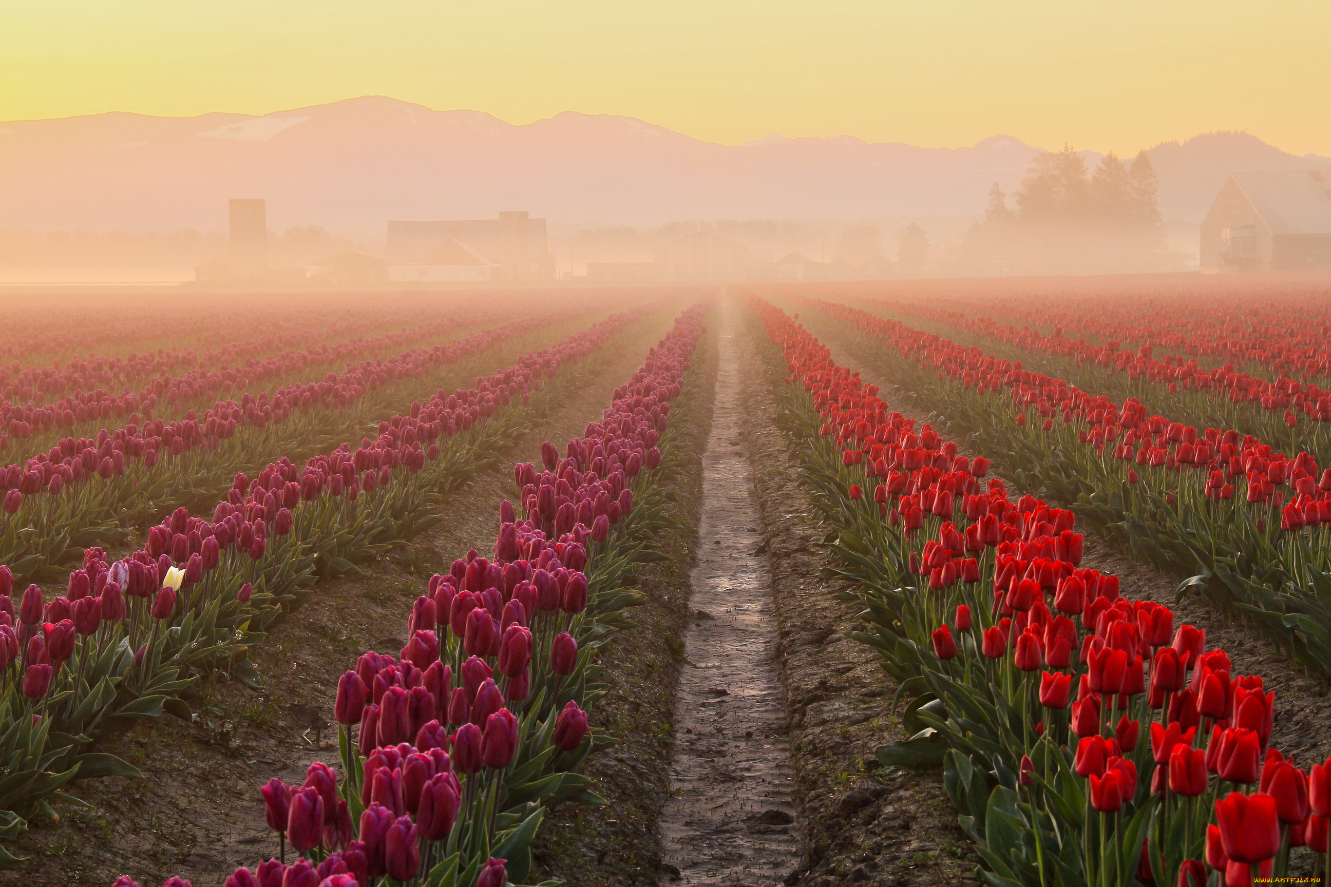 цветы, тюльпаны, рассвет, поле