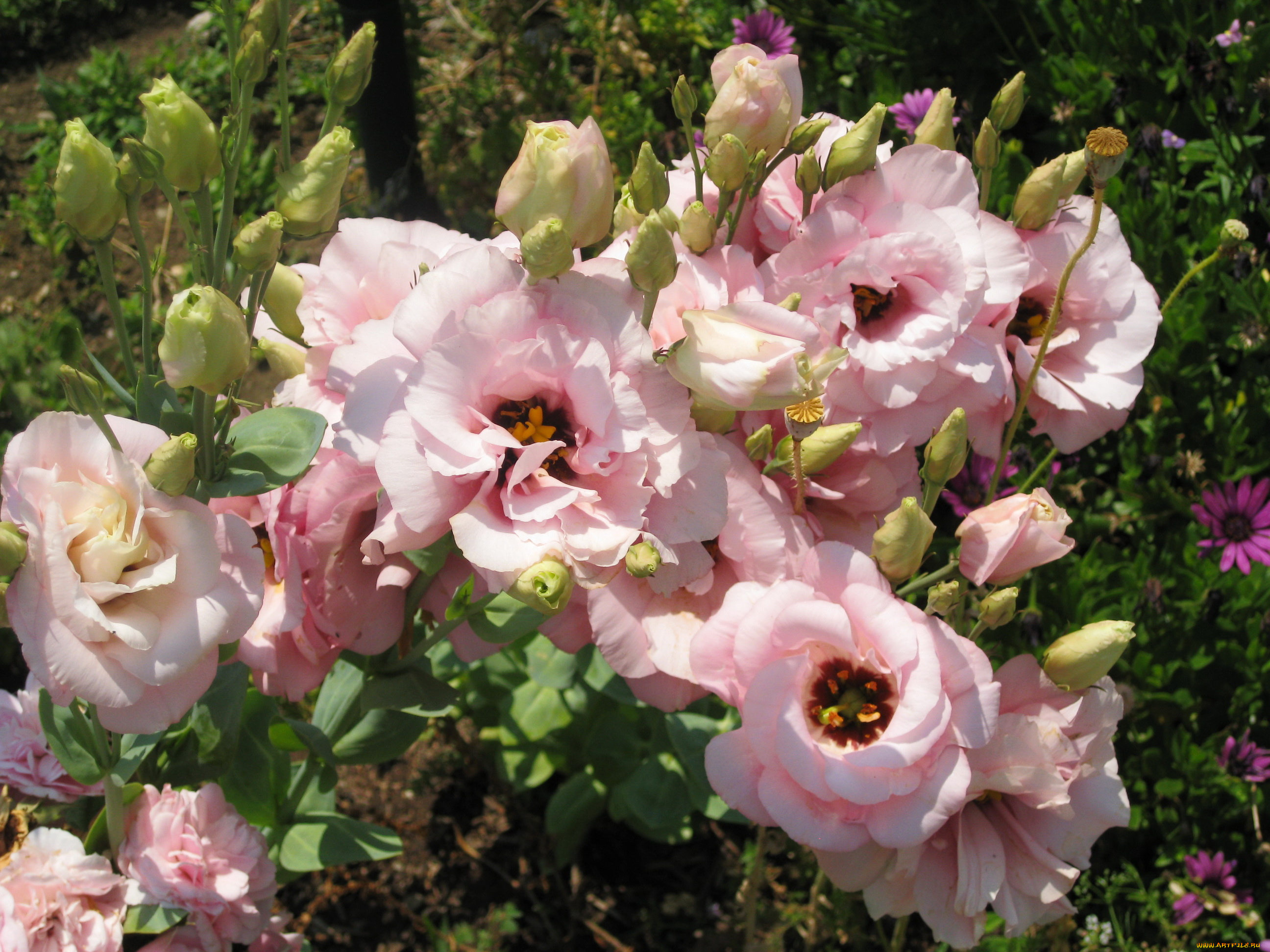 цветы, эустома, кусты, розовые