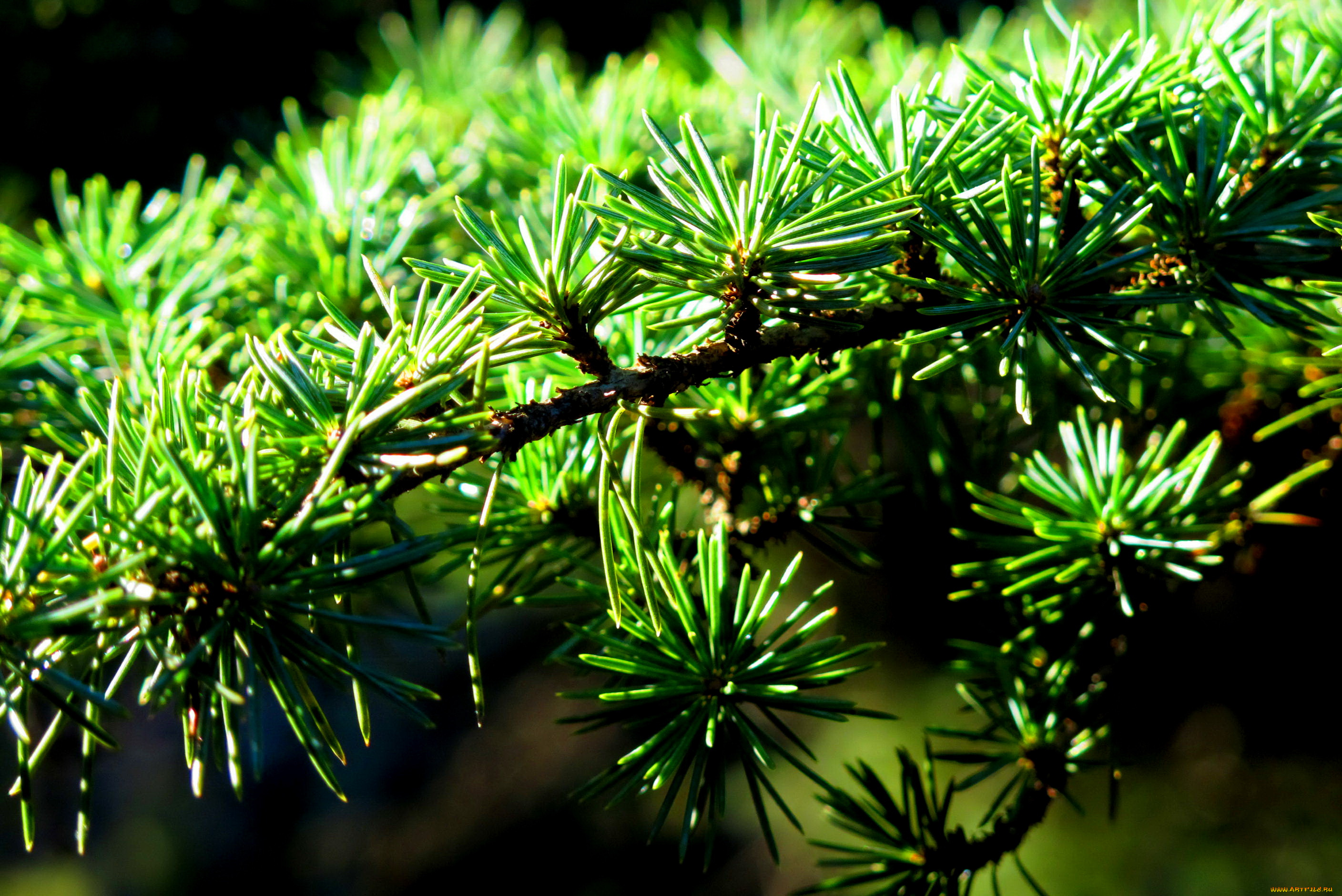 природа, макро, ветка, хвоя