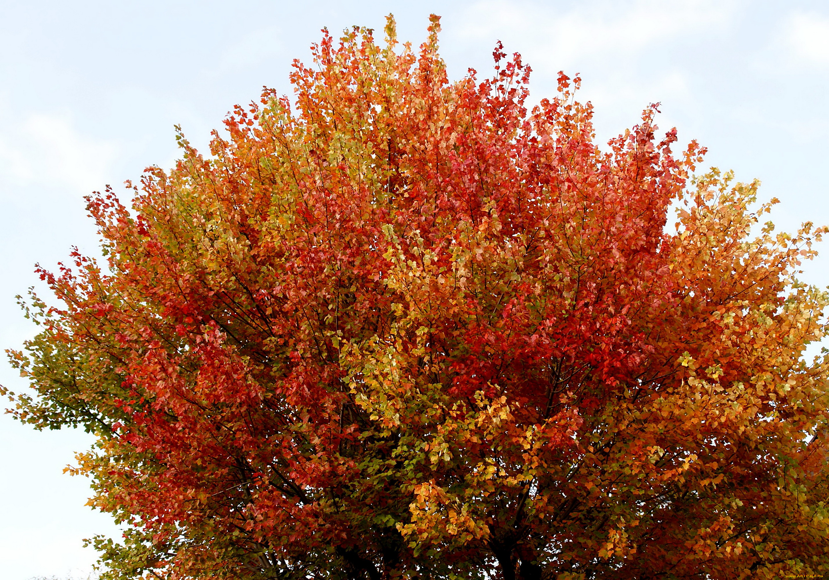 природа, деревья, осень, дерево