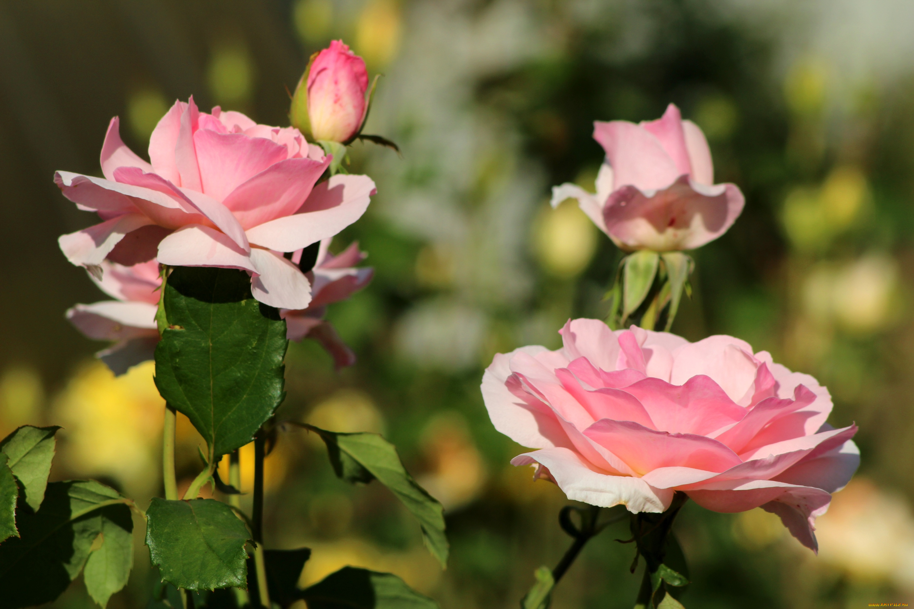 цветы, розы, розовый